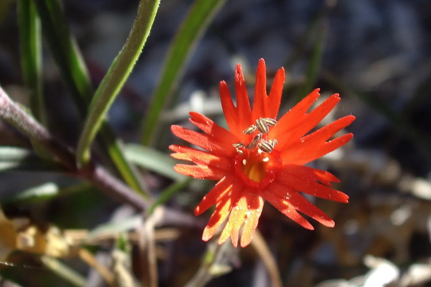 Bloom in July, Silene laciniata subsp. major