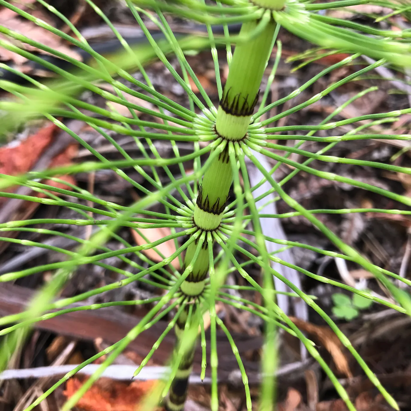 Equisetum