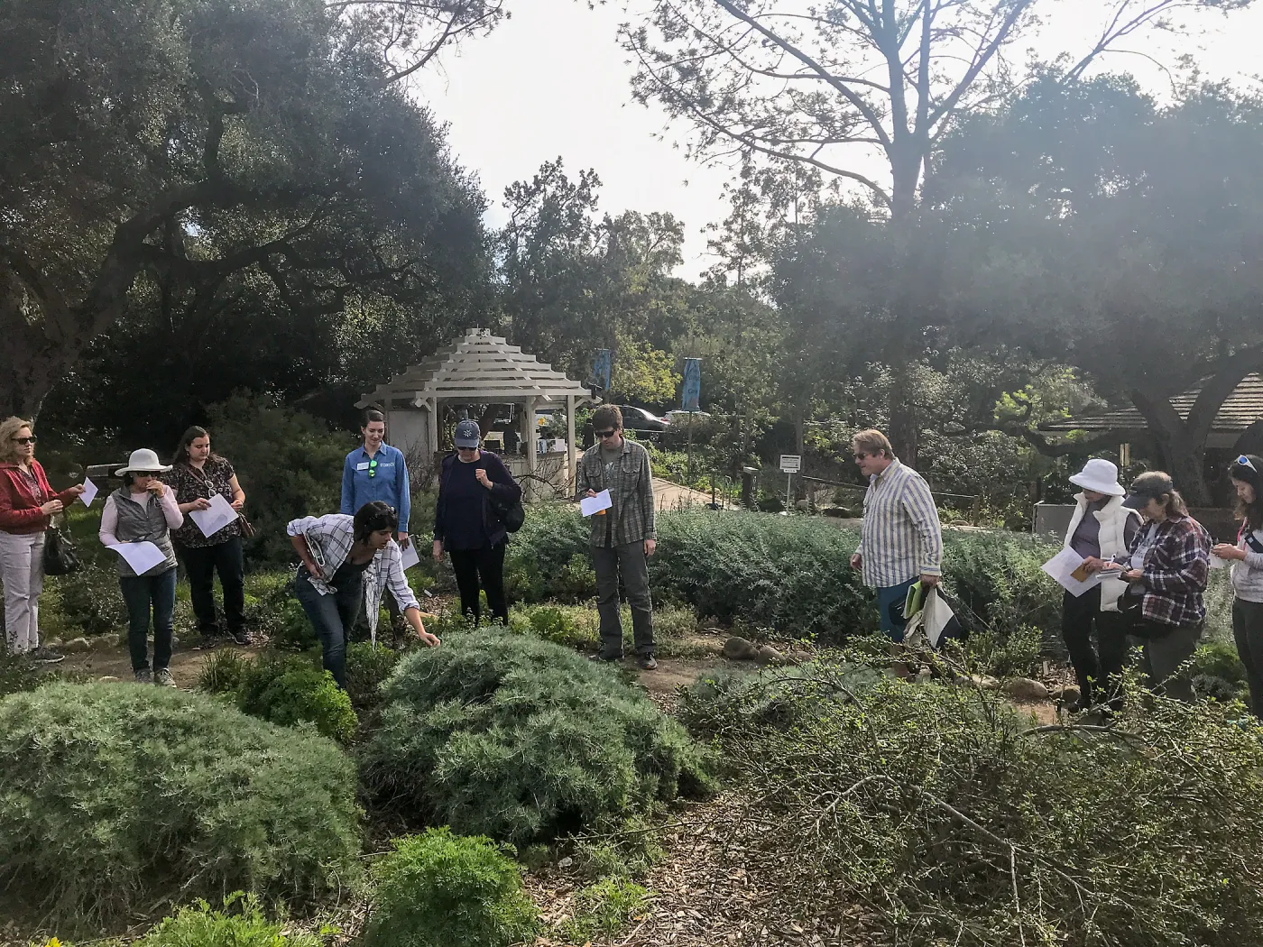 Herbal Medicine Walk: Respiratory System with Emily Sanders