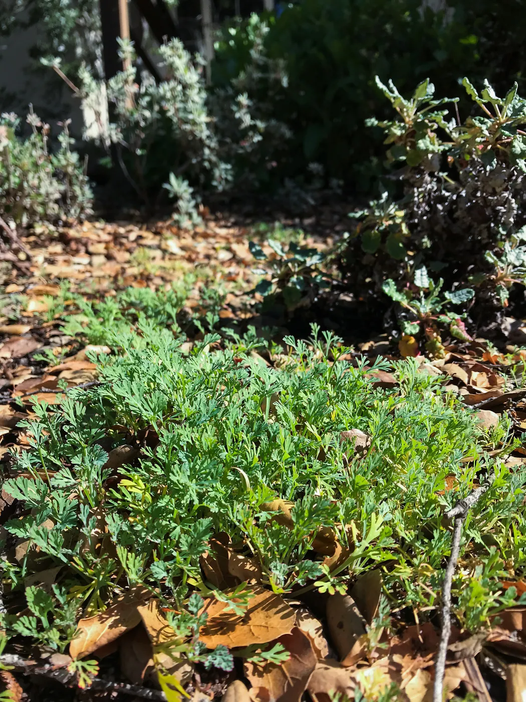 California Poppy Seedlings