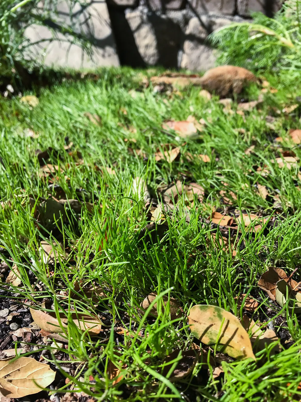 Goldfields Seedlings
