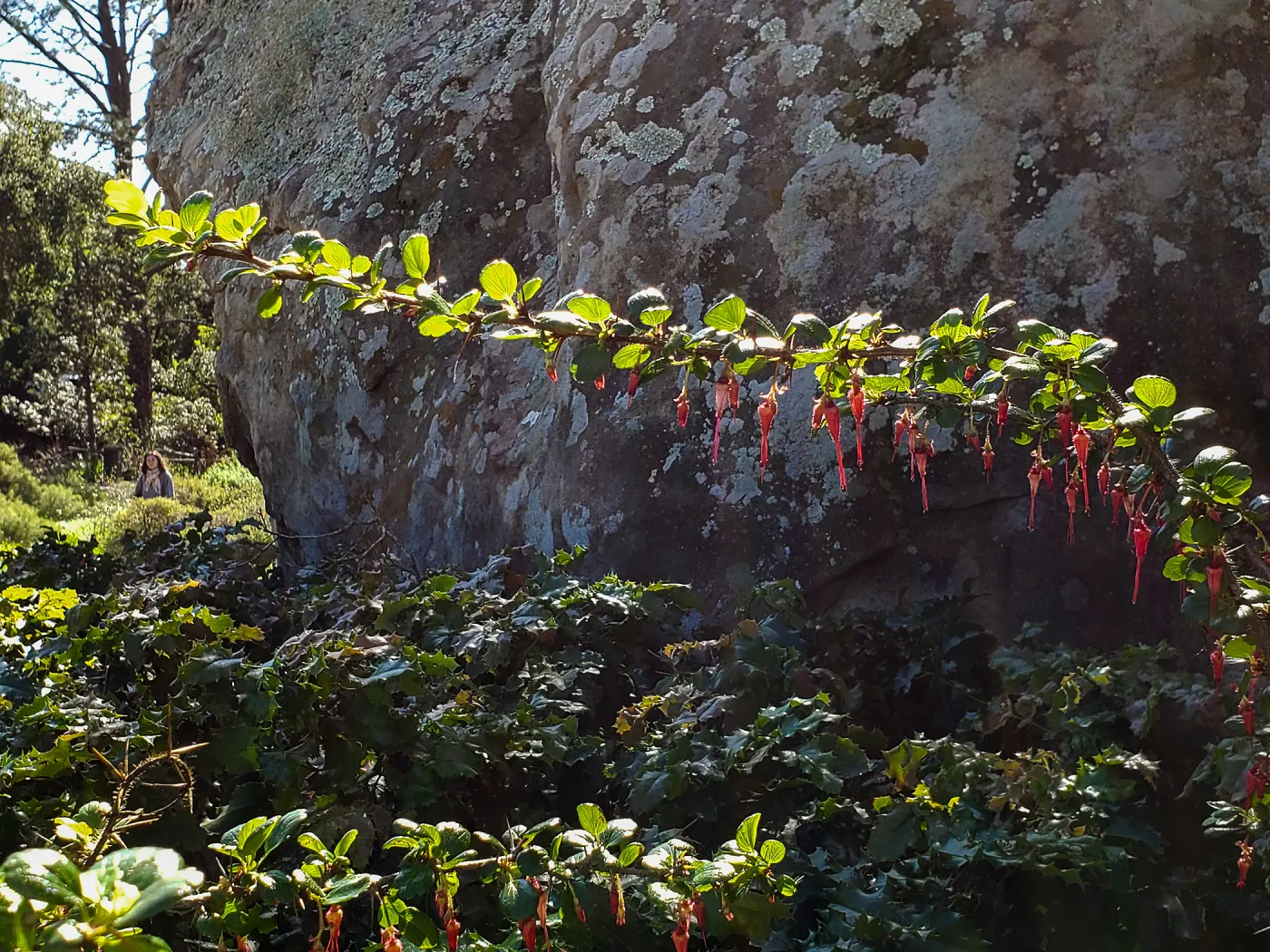 Fuchsiaflower Gooseberry