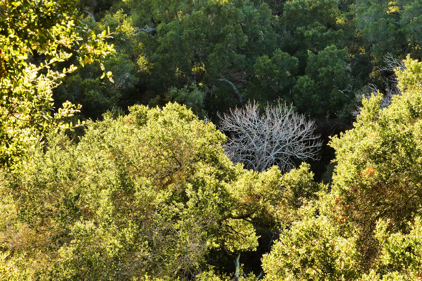 Leafless tree in the Canyon
