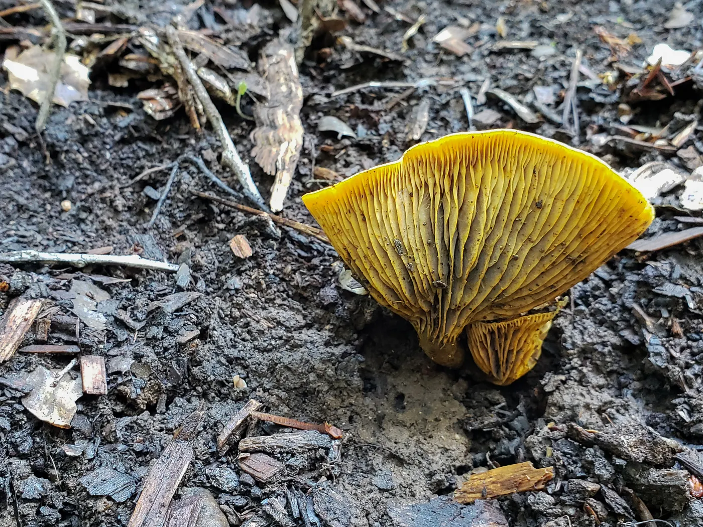 Jack-O-Lantern fungus, Omphalotus olivascens