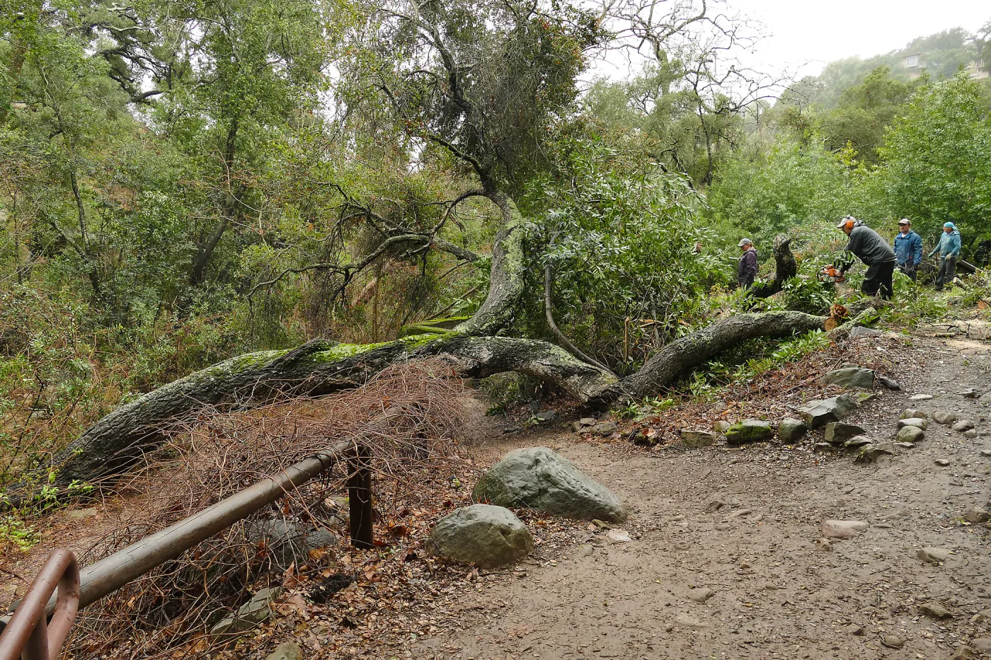Fallen oak (Coastal Live Oak) in Fiber Arts Display
