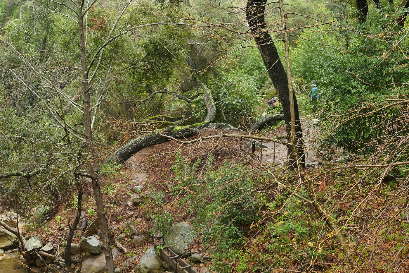 Fallen oak (Coastal Live Oak) in Fiber Arts Display