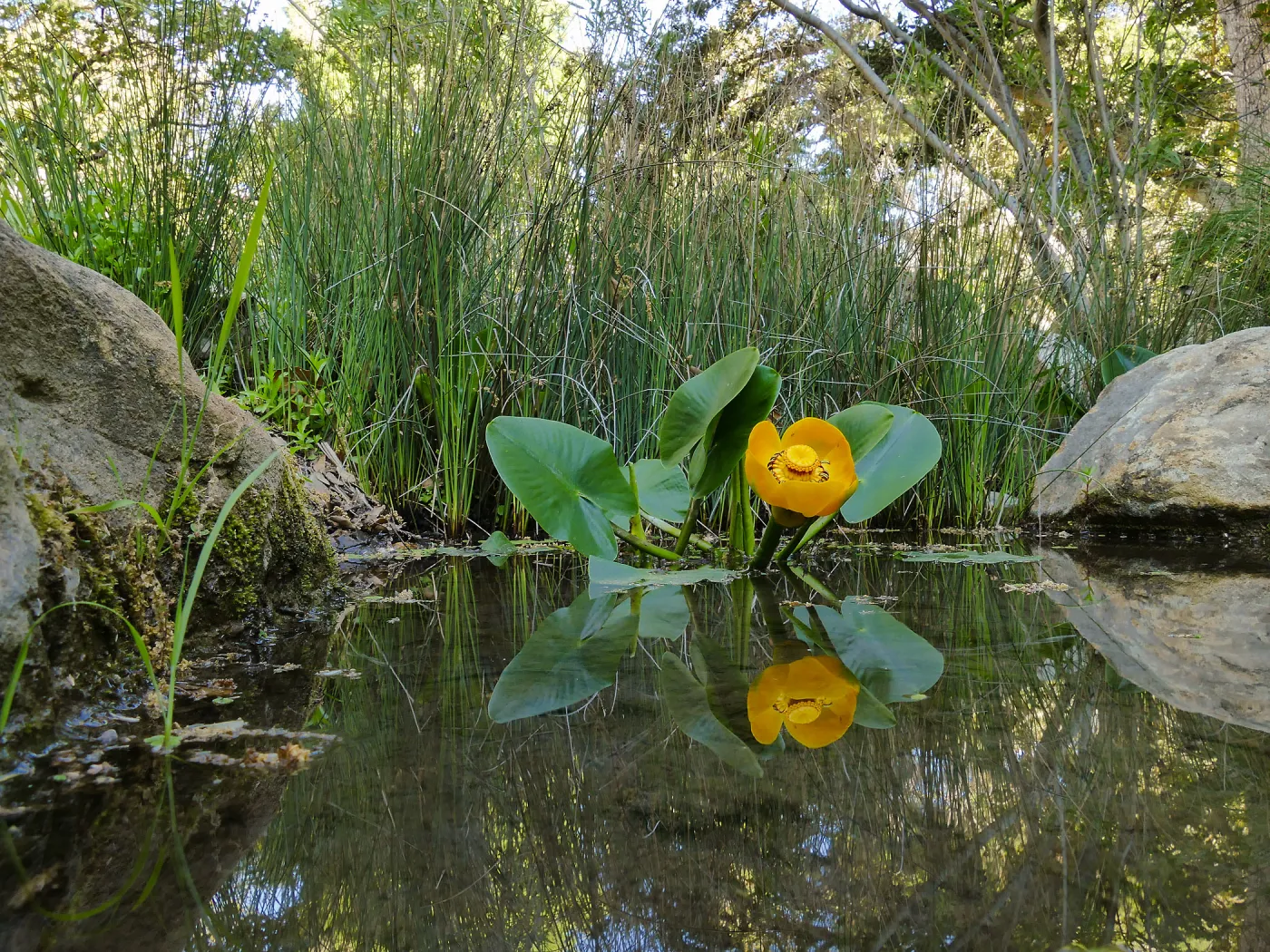 Great Yellow Pond-Lily
