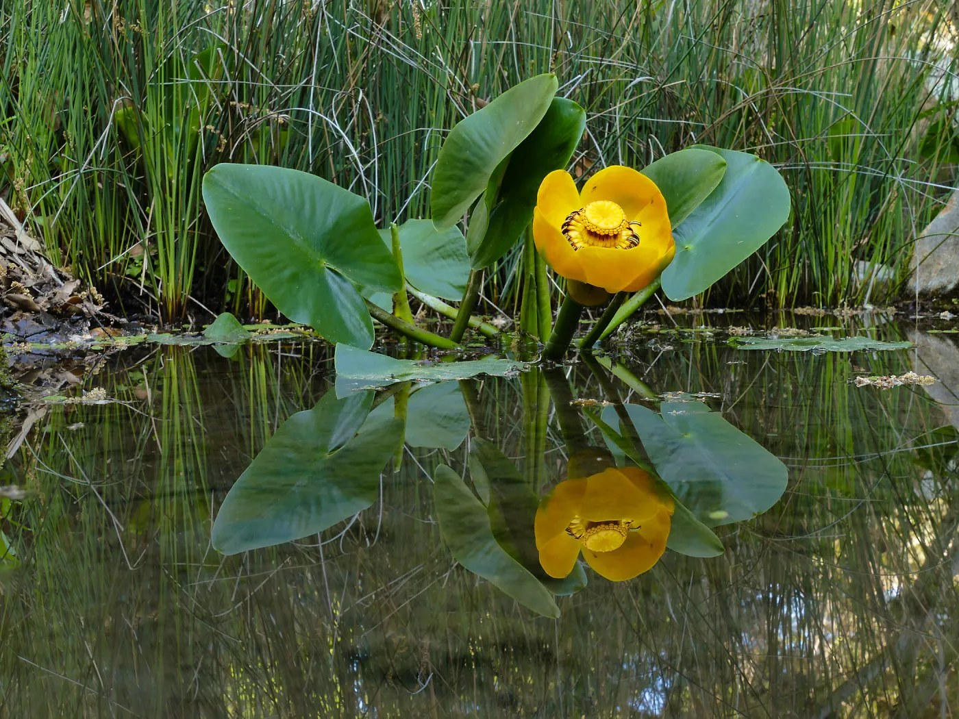 Great Yellow Pond-Lily