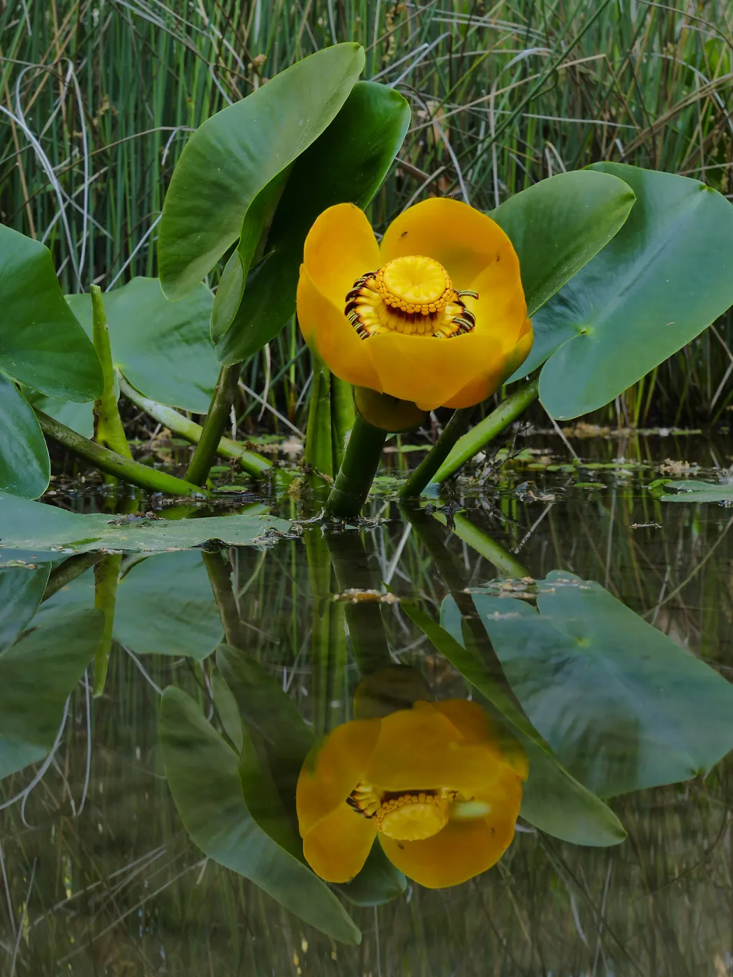 Great Yellow Pond-Lily