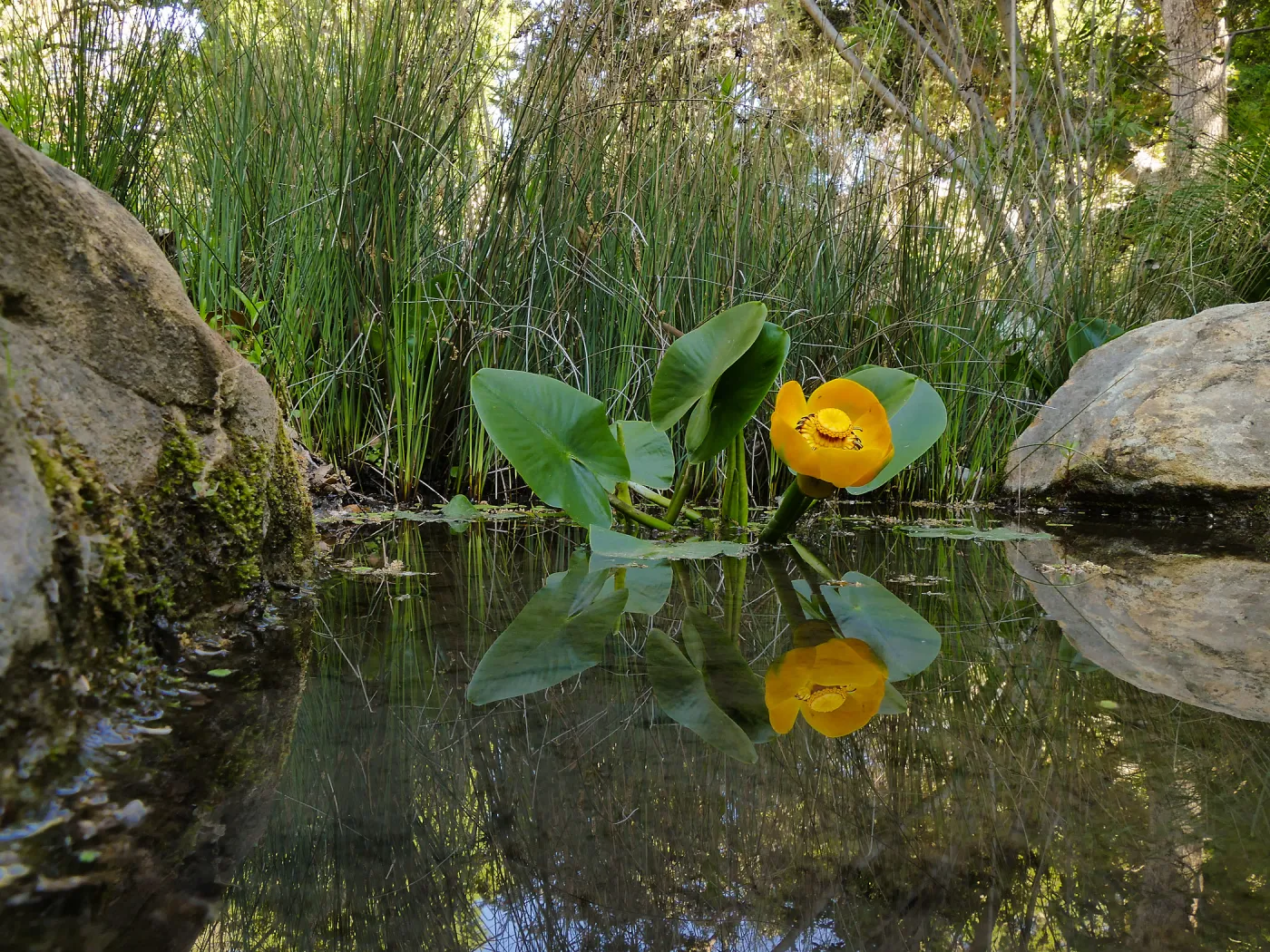 Great Yellow Pond-Lily