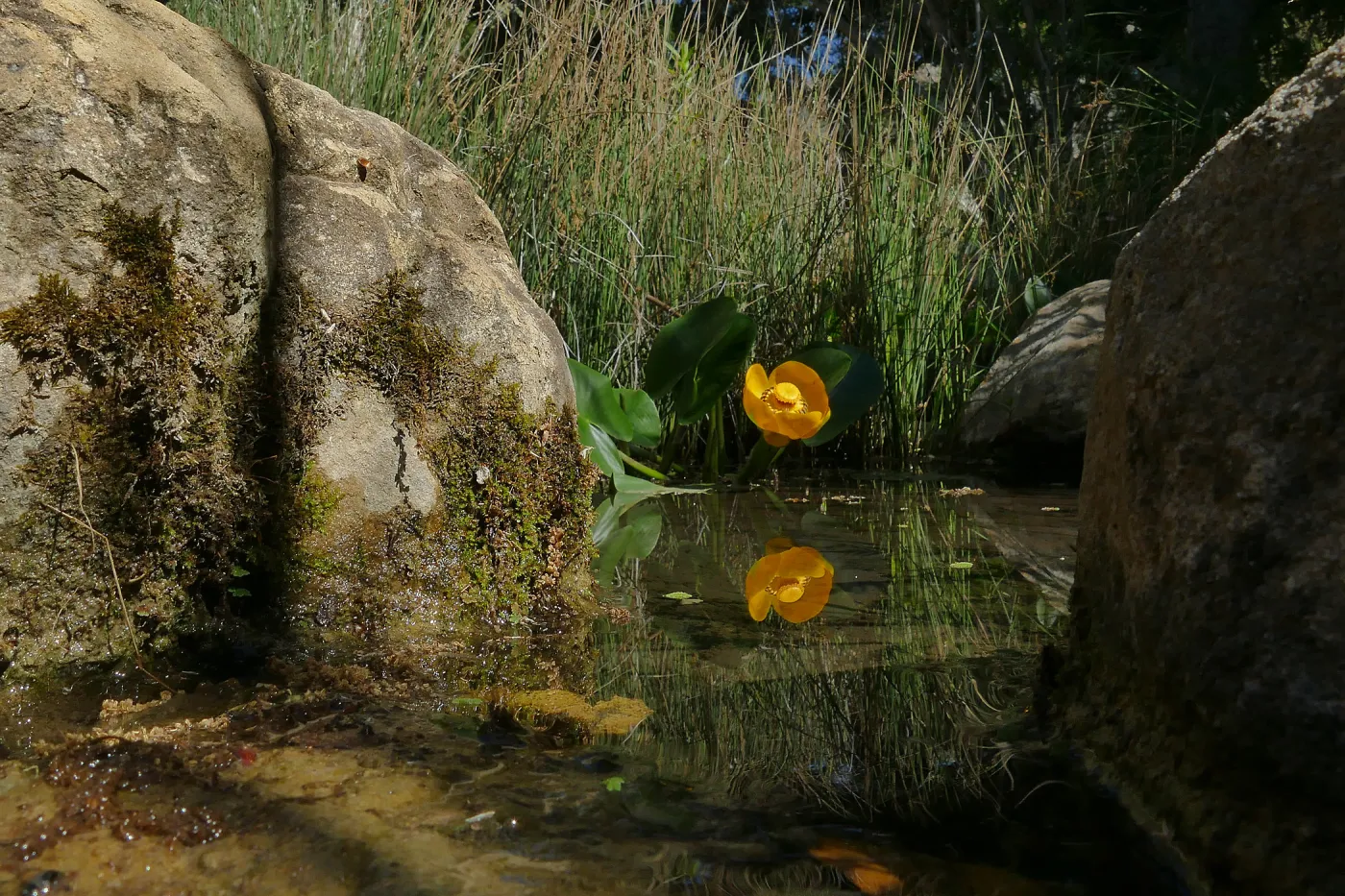 Great Yellow Pond-Lily