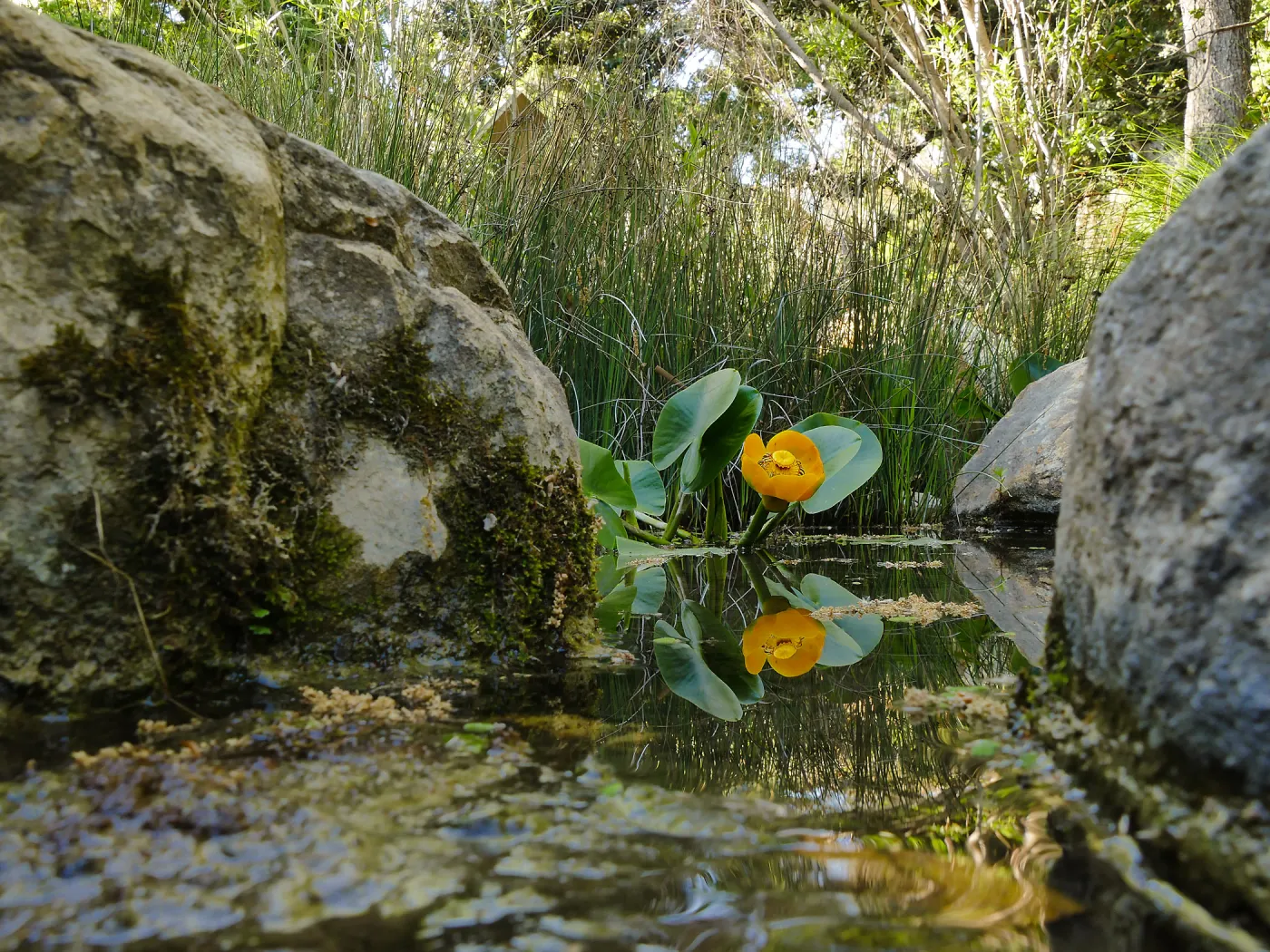Great Yellow Pond-Lily