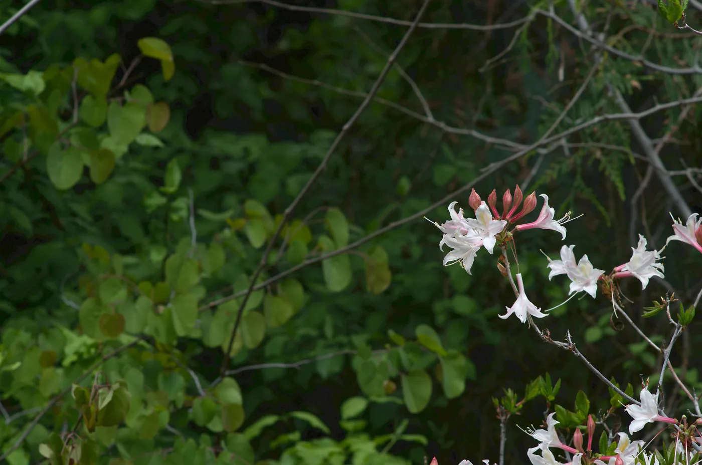 Western azalea flowering between the Arroyo and Manzanita sections of the Garden.