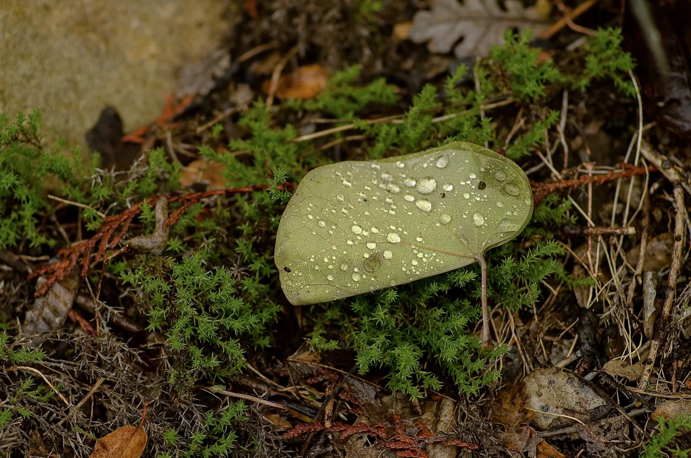 Water droplets settle on a western redbud (Cercis occidentalis) leaf in the Arroyo section of the Garden. 