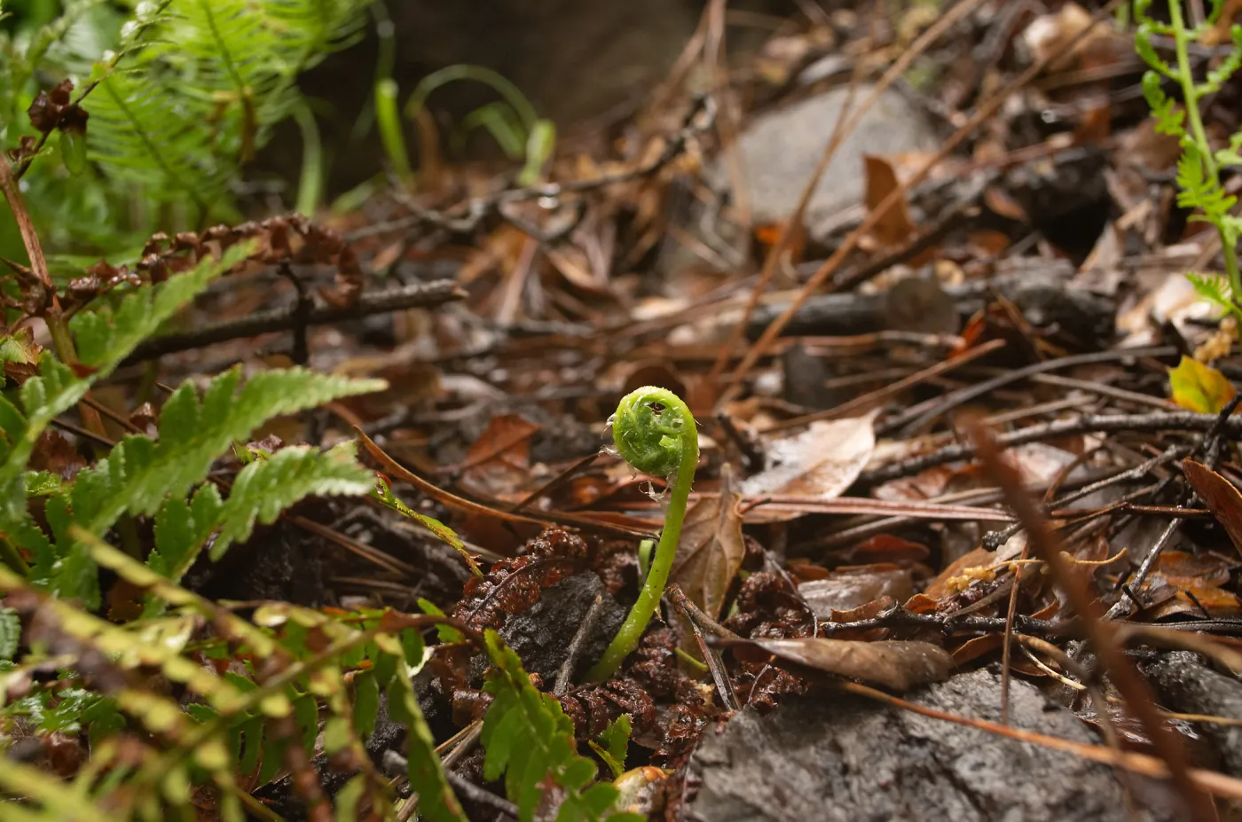 A young bracken fern â€œfiddleheadâ€ emerges from the woodland floor between the Manzanita Section and the Lower Creek Crossing. 