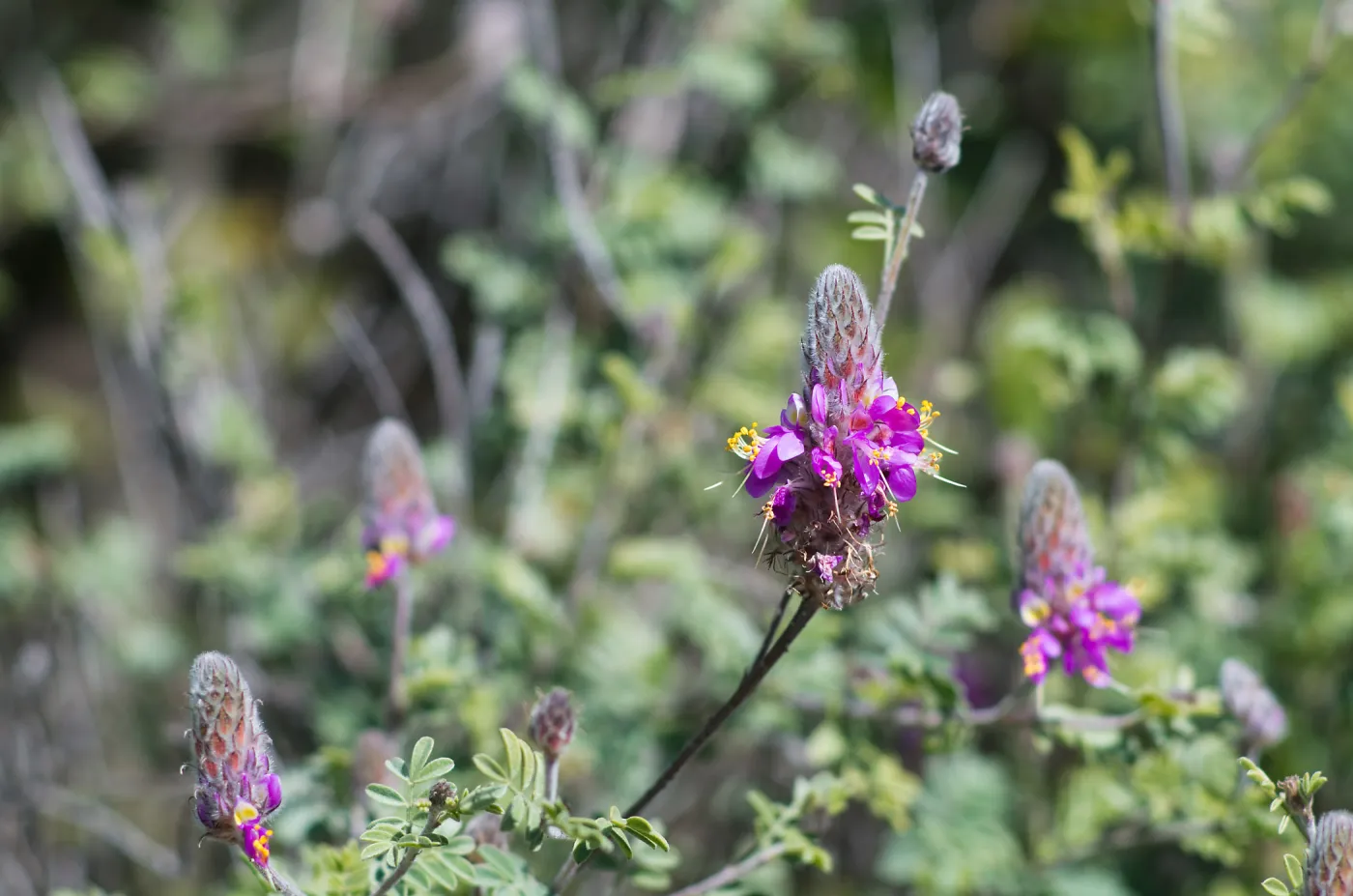 Marina orcutii var orcuttii in bloom along the Porter Trail. 