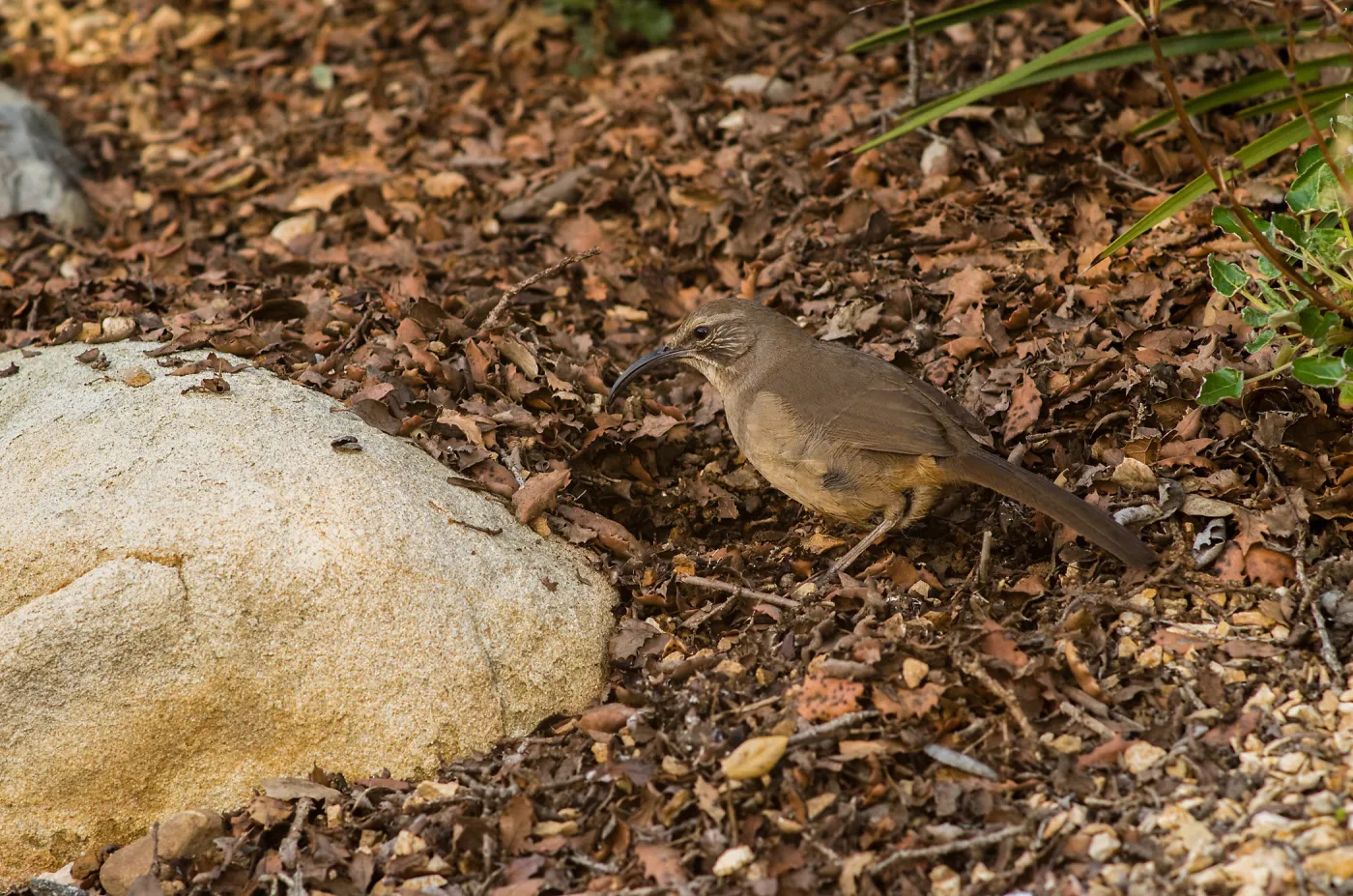 A California Thrasher (Toxostoma redivivum) along the Meadow View trail. 