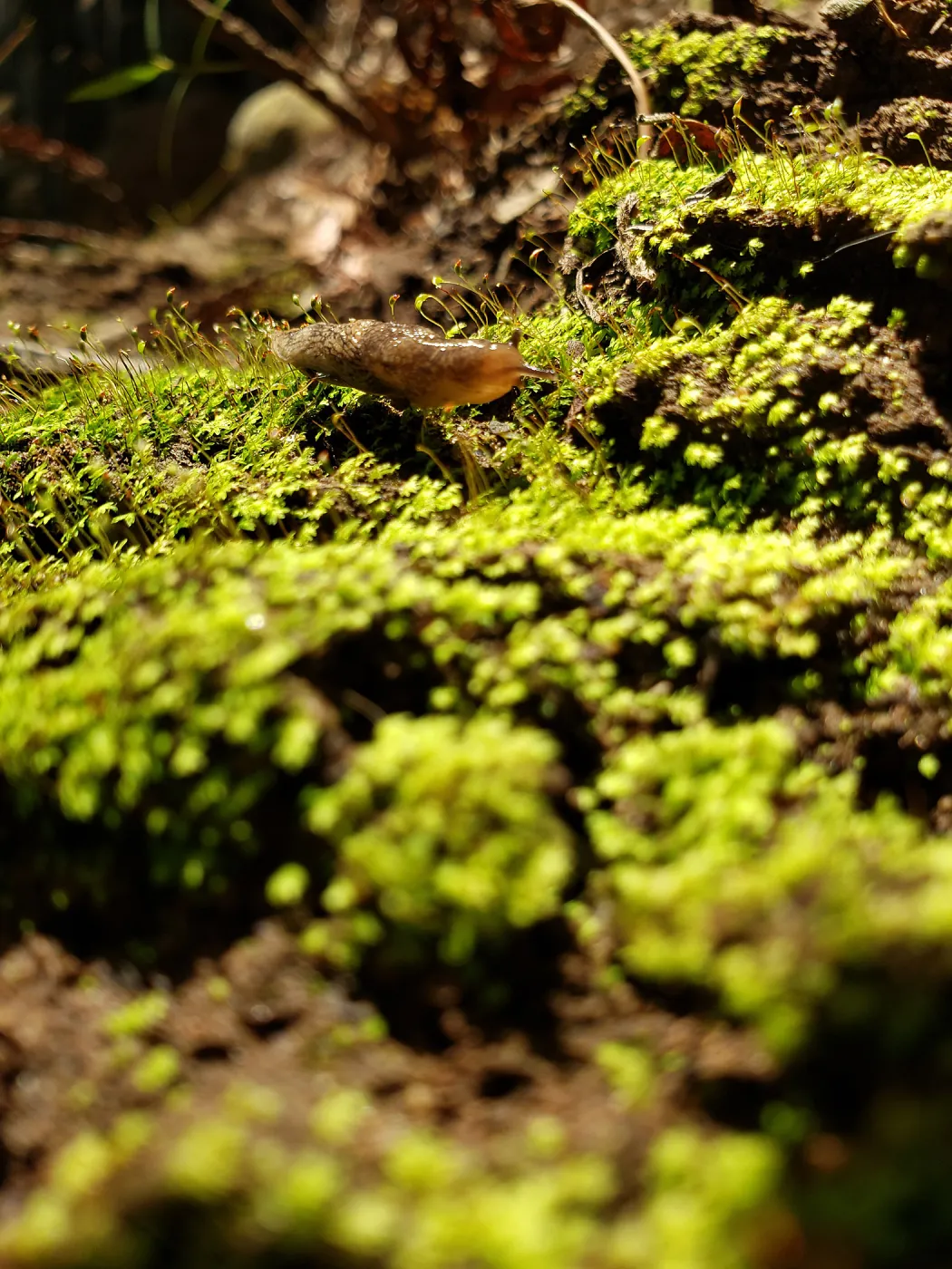 Slug on moss