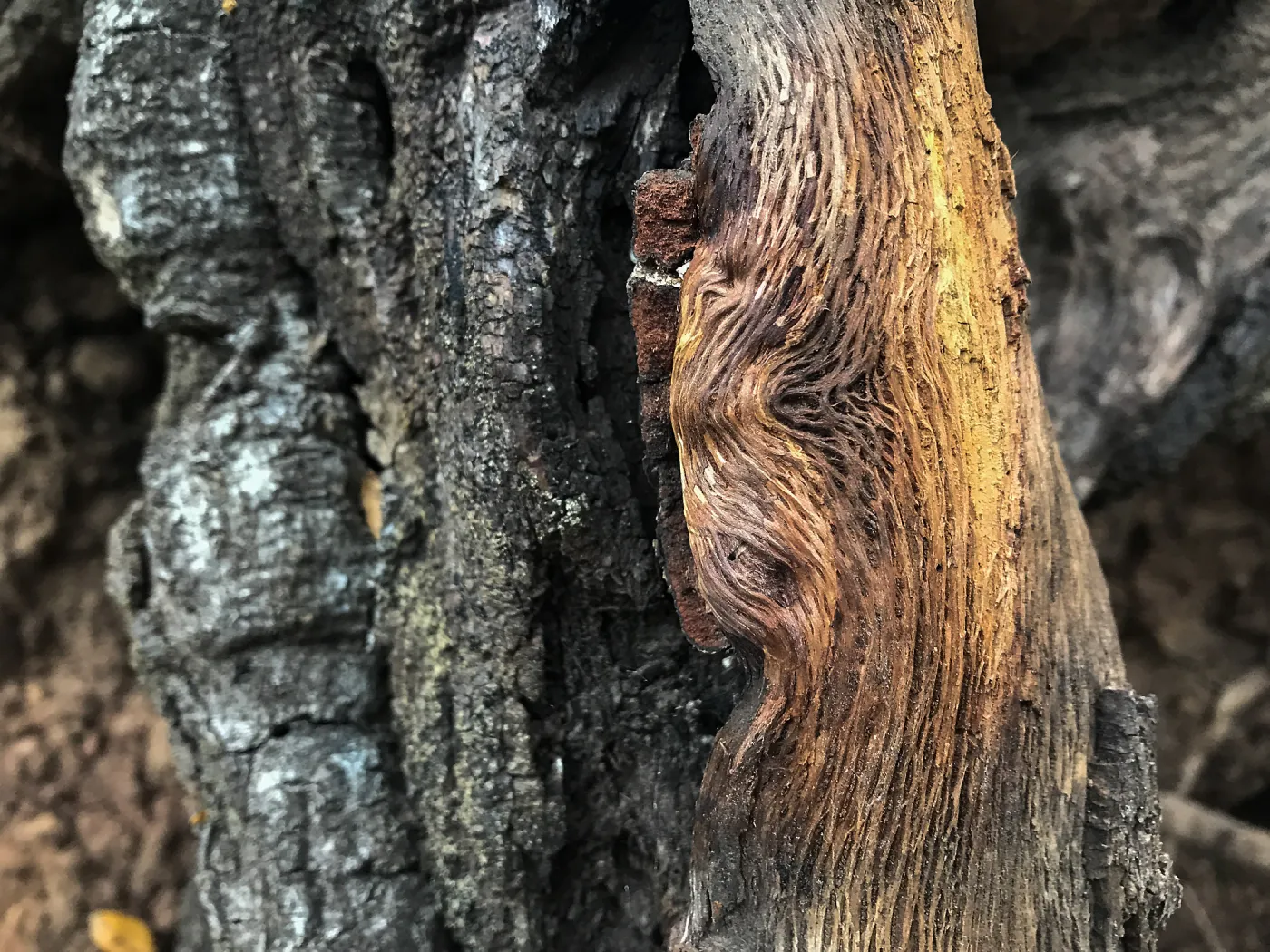 Oak texture
