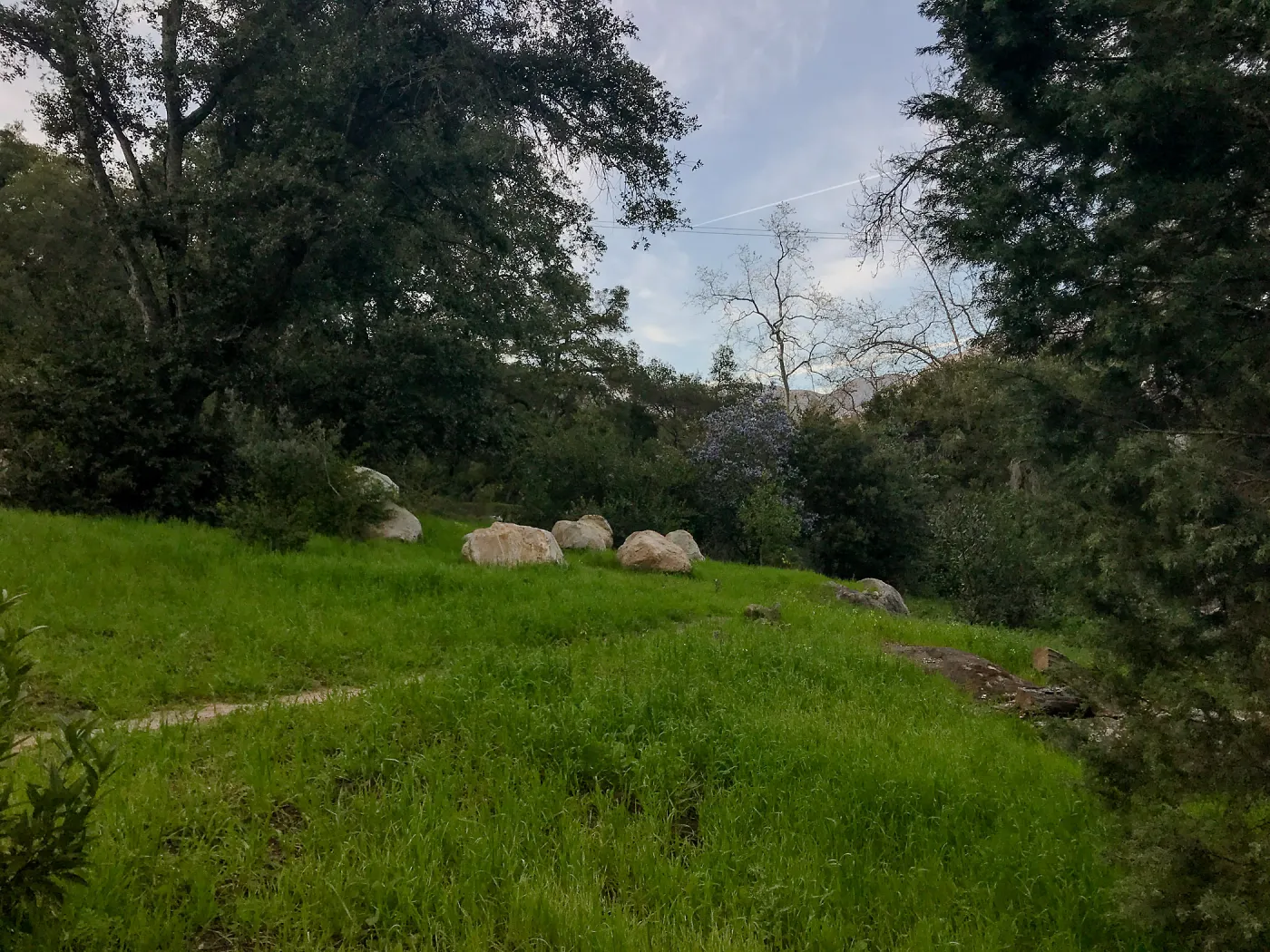 Old Island Section, champion Island Oak on left