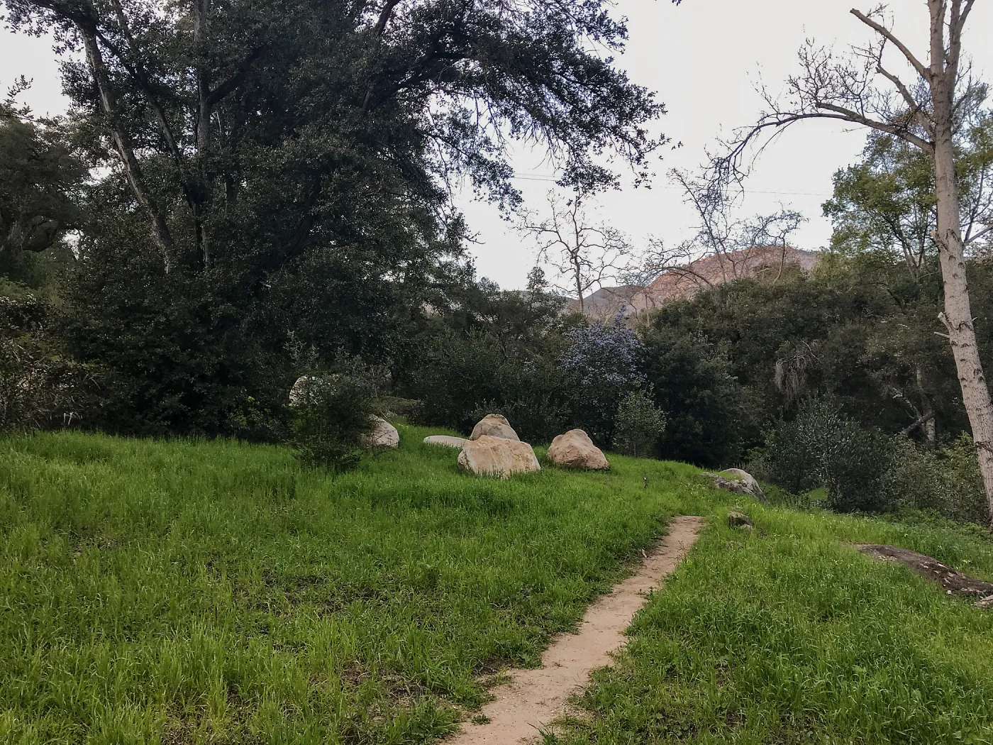 Old Island Section, champion Island Oak on left