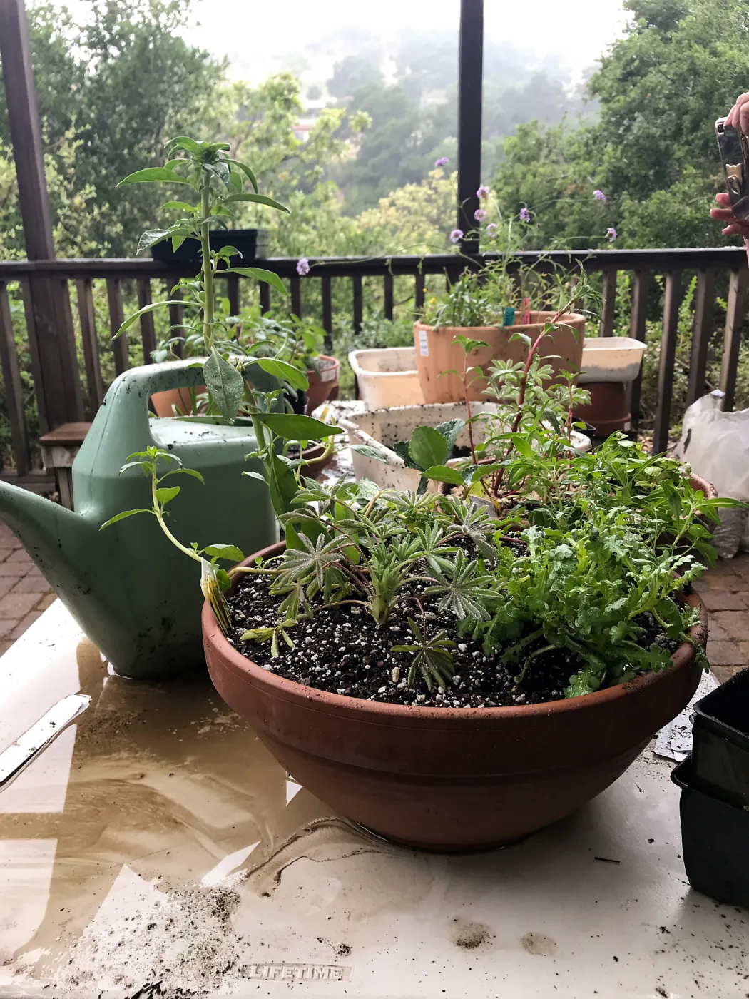Create Your Own Container Garden taught by Patrick Wiley