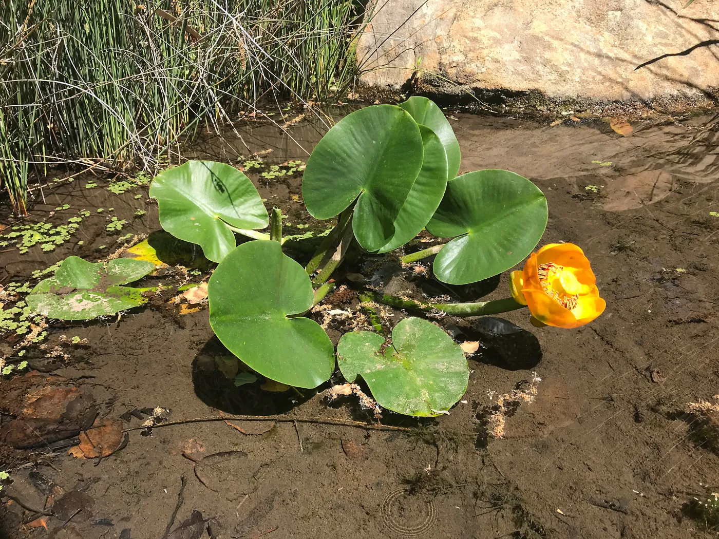 Great Yellow Pond-LiliyNuphar polysepala
