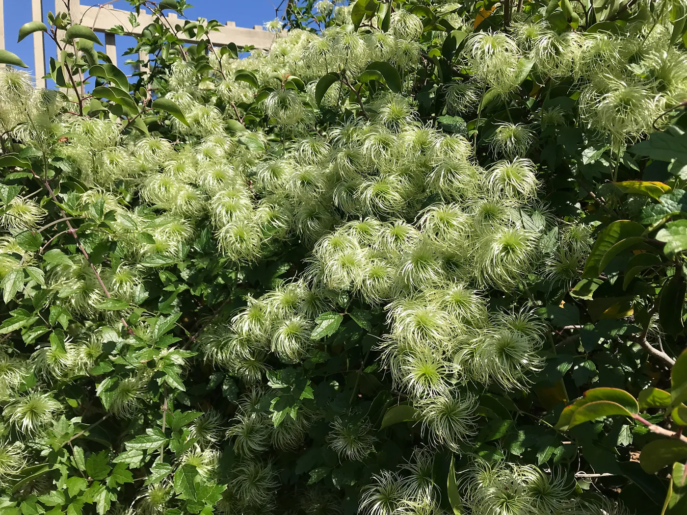 Clematis lasiantha