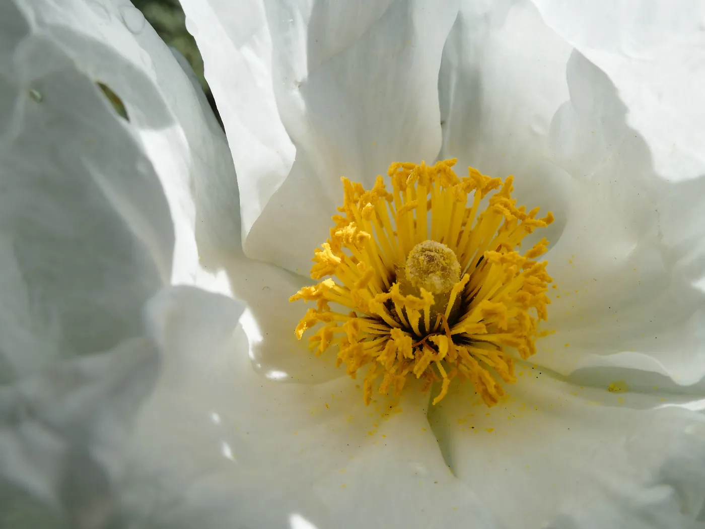 Matilija Poppy