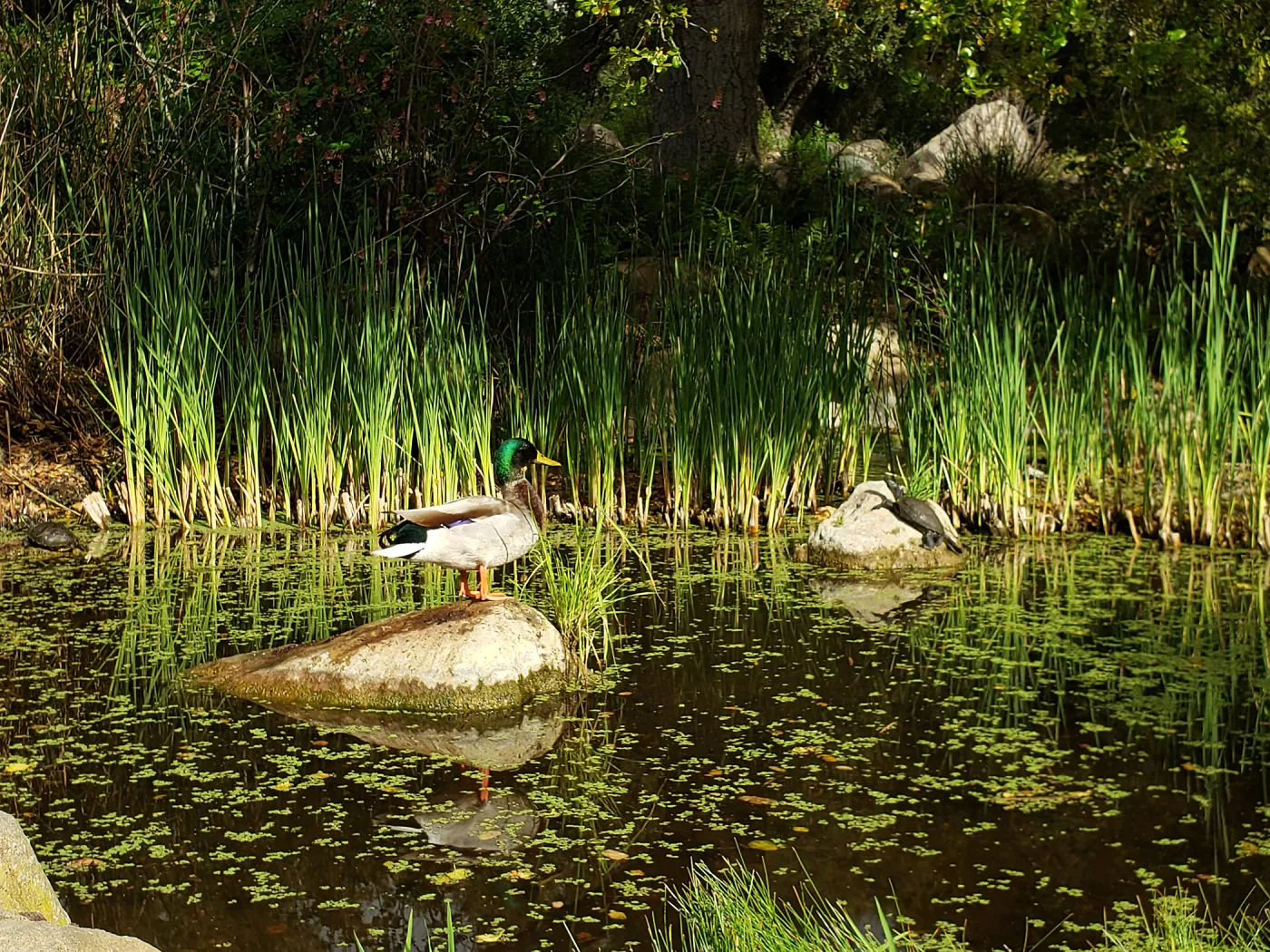 Duck and turtle at the pond