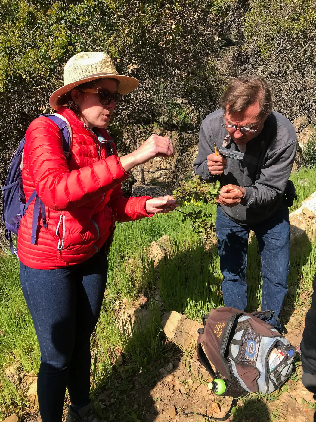 Romero Canyon day trip with Natalie Love, studying Coast Live Oak