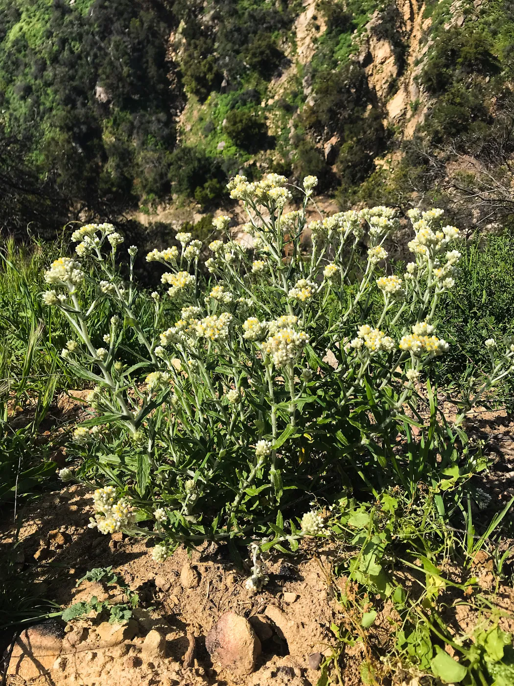 Romero Canyon day trip with Natalie Love, Pearly Everlasting