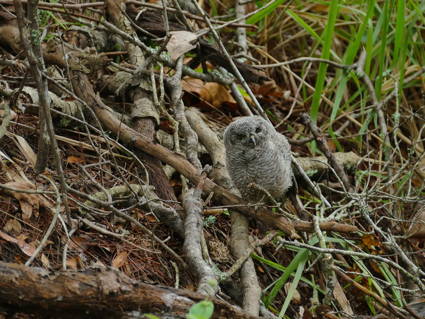 Juvenile western screech owl