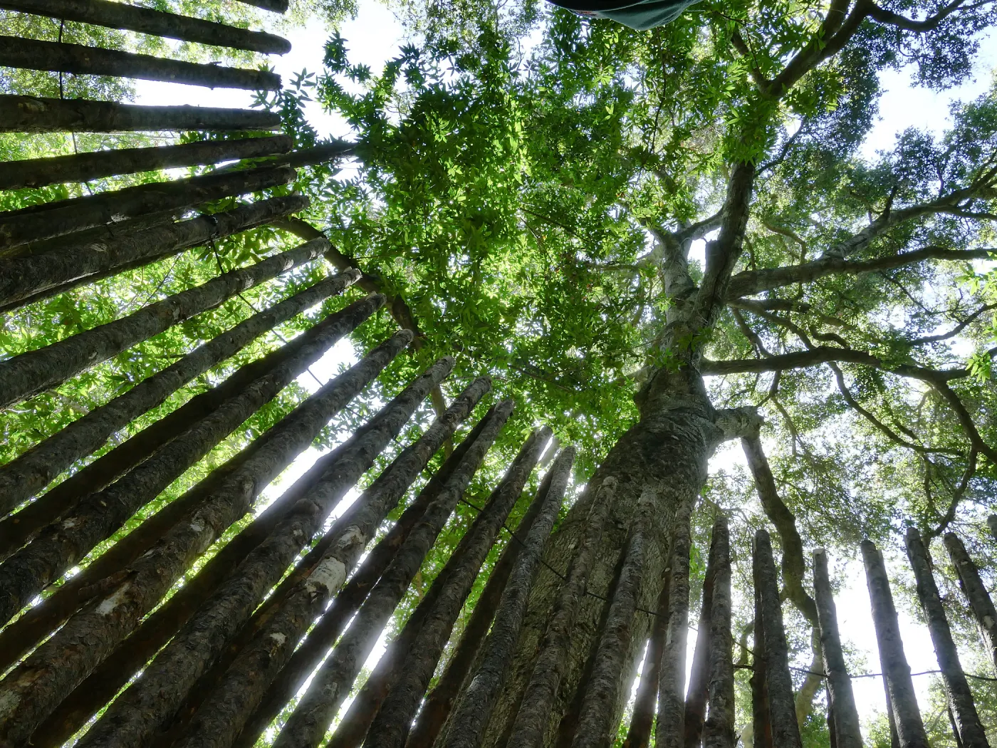Looking up from within the Understory casita