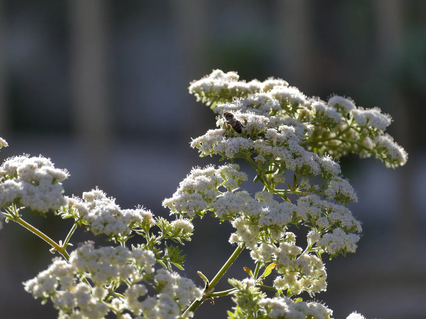 St. Catherine's Lace