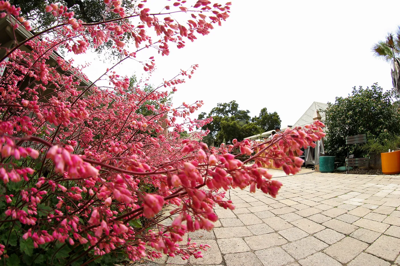 Heuchera at the Courtyard