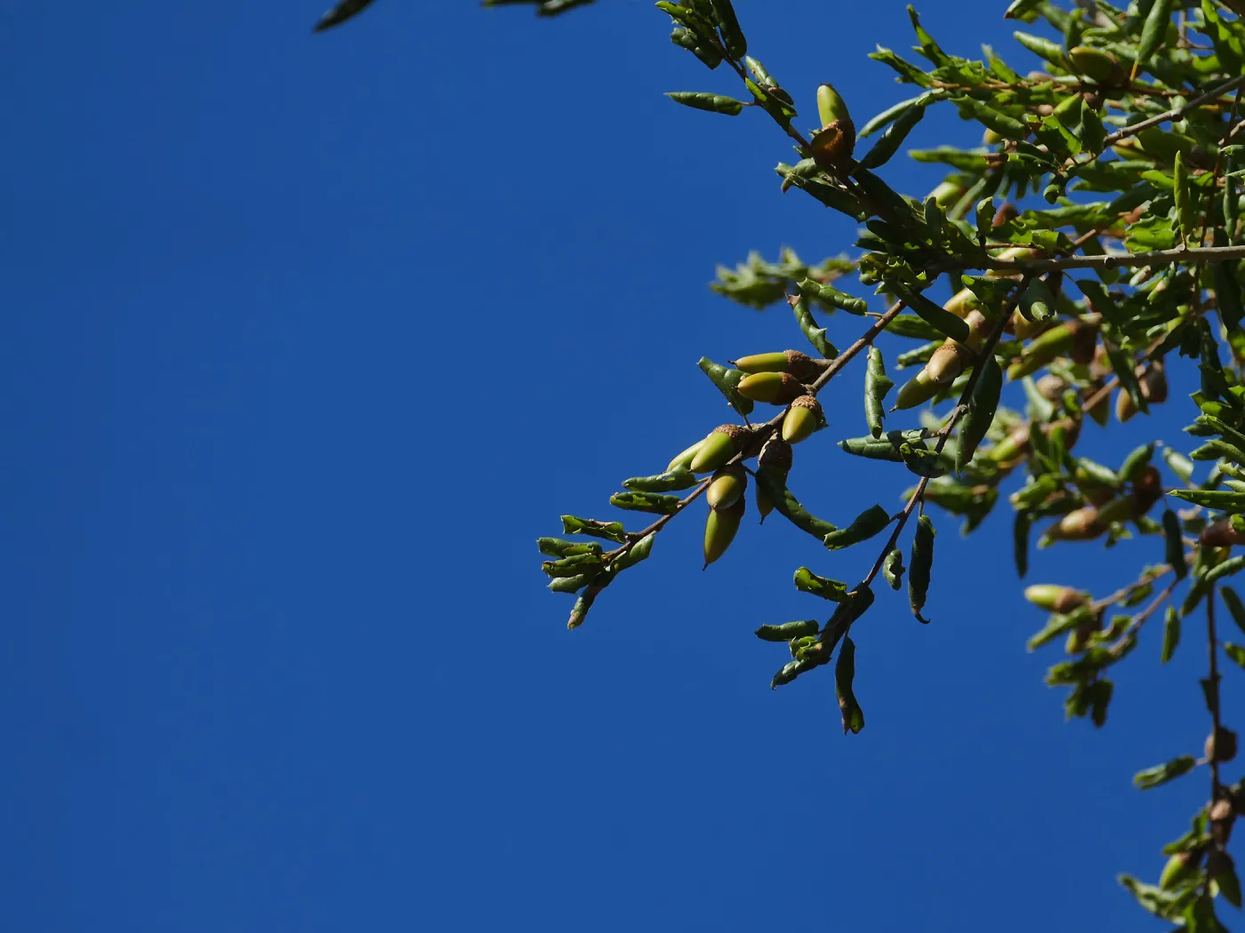 Coast Live Oak Acorns Against the Sky