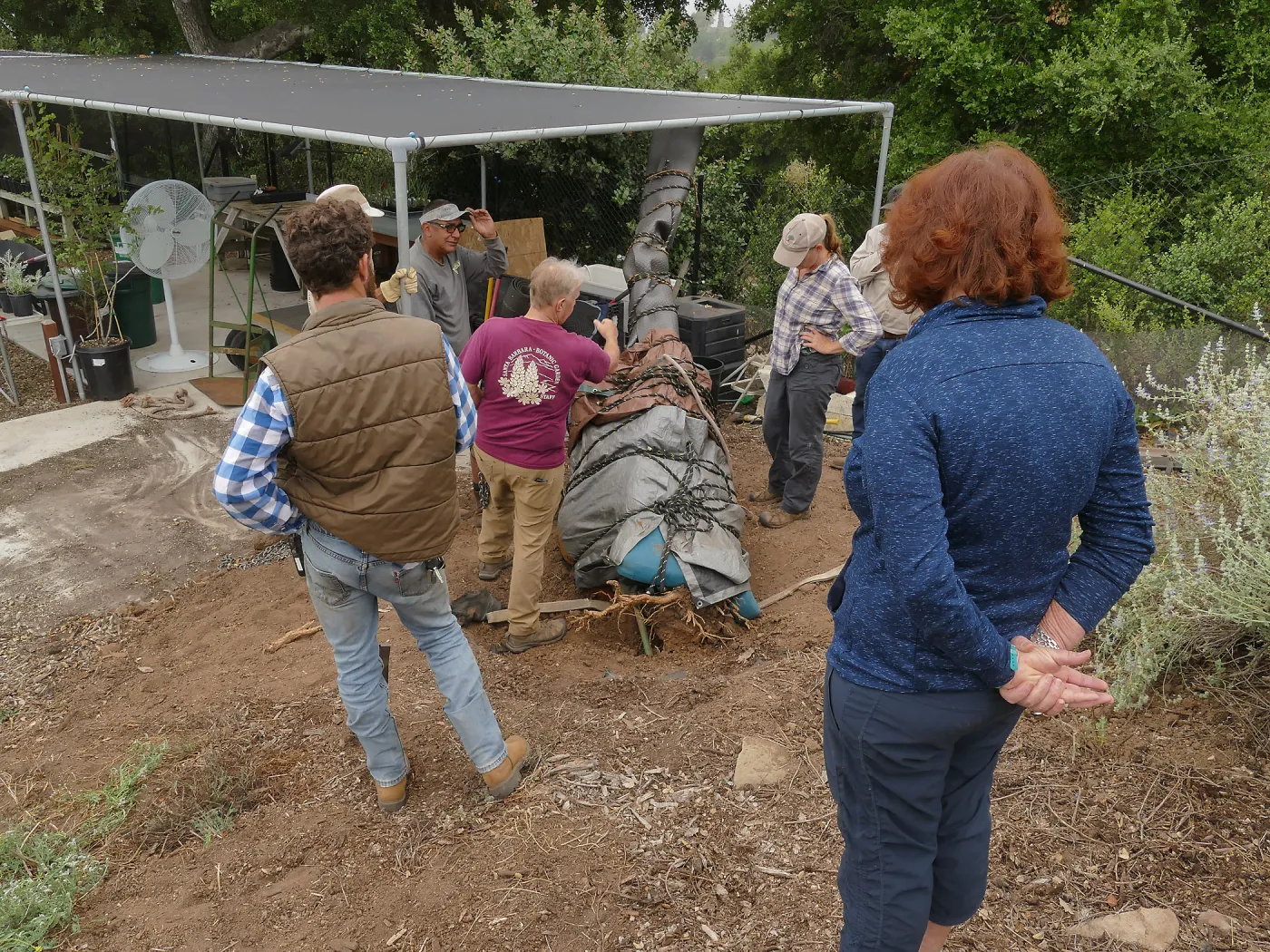 Moving a Lophocereus schottii cactus collected in 1996 from the canyard to the Island View Garden