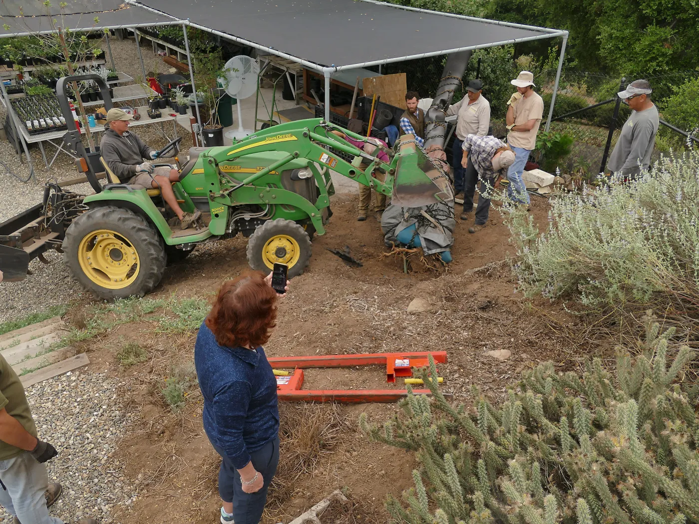 Moving a Lophocereus schottii cactus collected in 1996 from the canyard to the Island View Garden