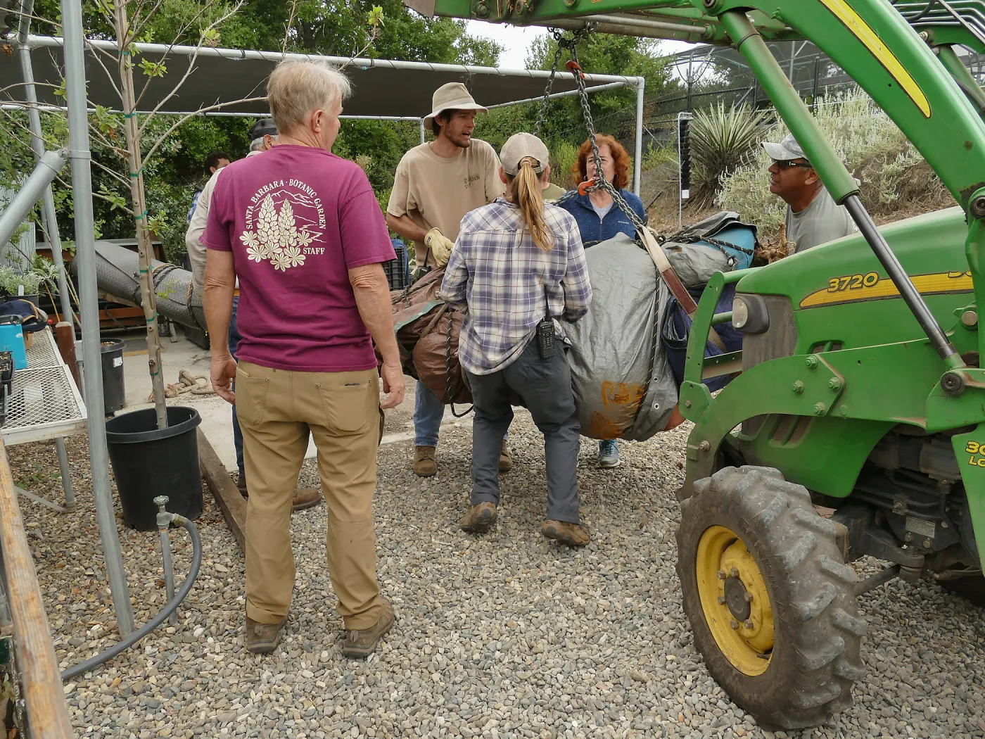 Moving a Lophocereus schottii cactus collected in 1996 from the canyard to the Island View Garden