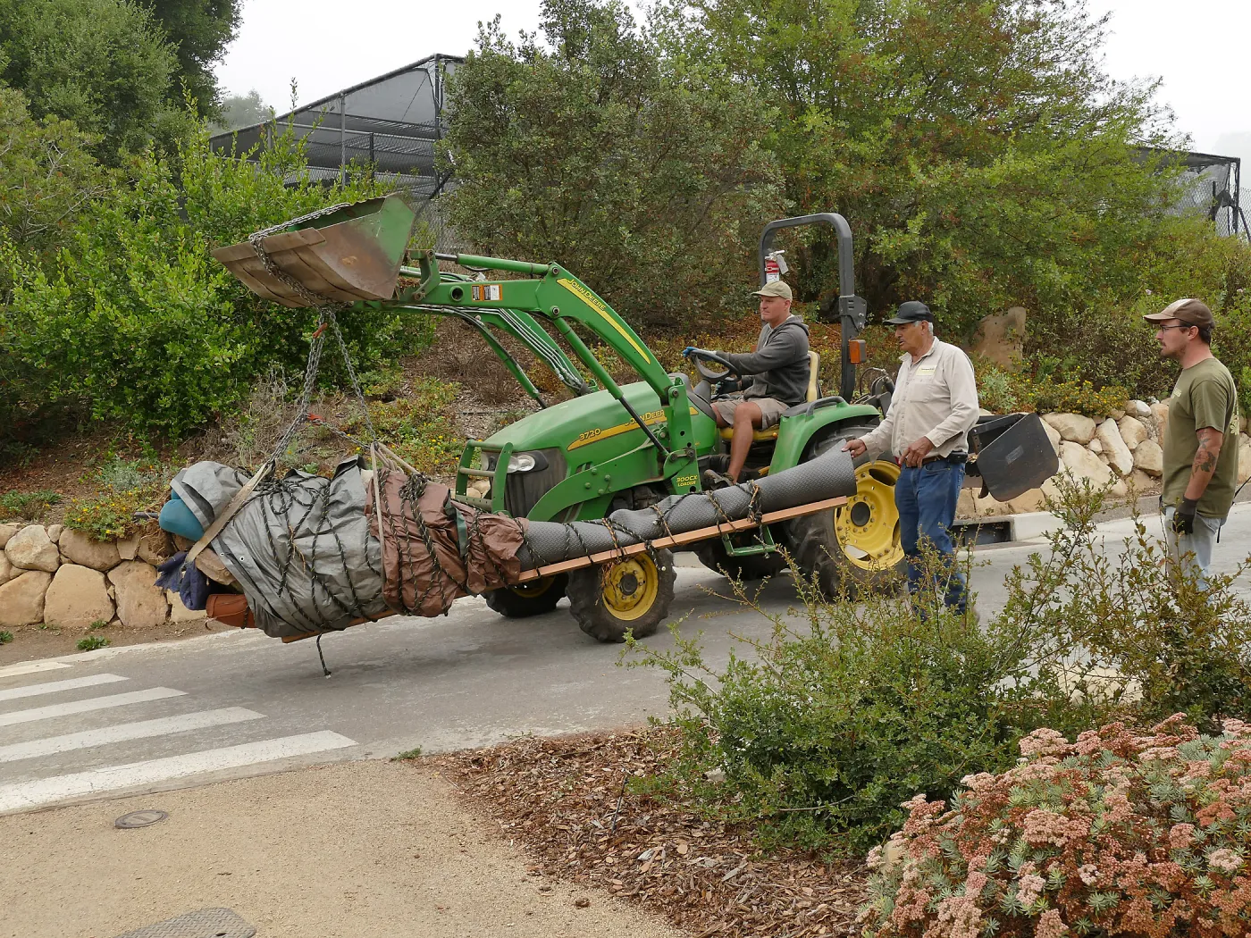 Moving a Lophocereus schottii cactus collected in 1996 from the canyard to the Island View Garden
