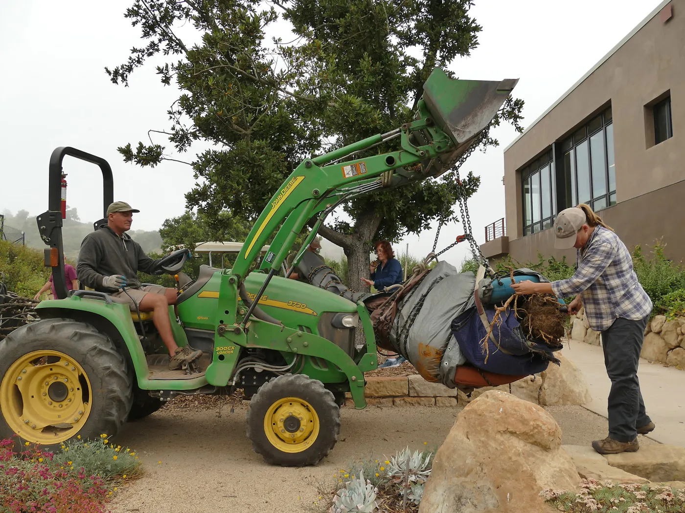 Moving a Lophocereus schottii cactus collected in 1996 from the canyard to the Island View Garden