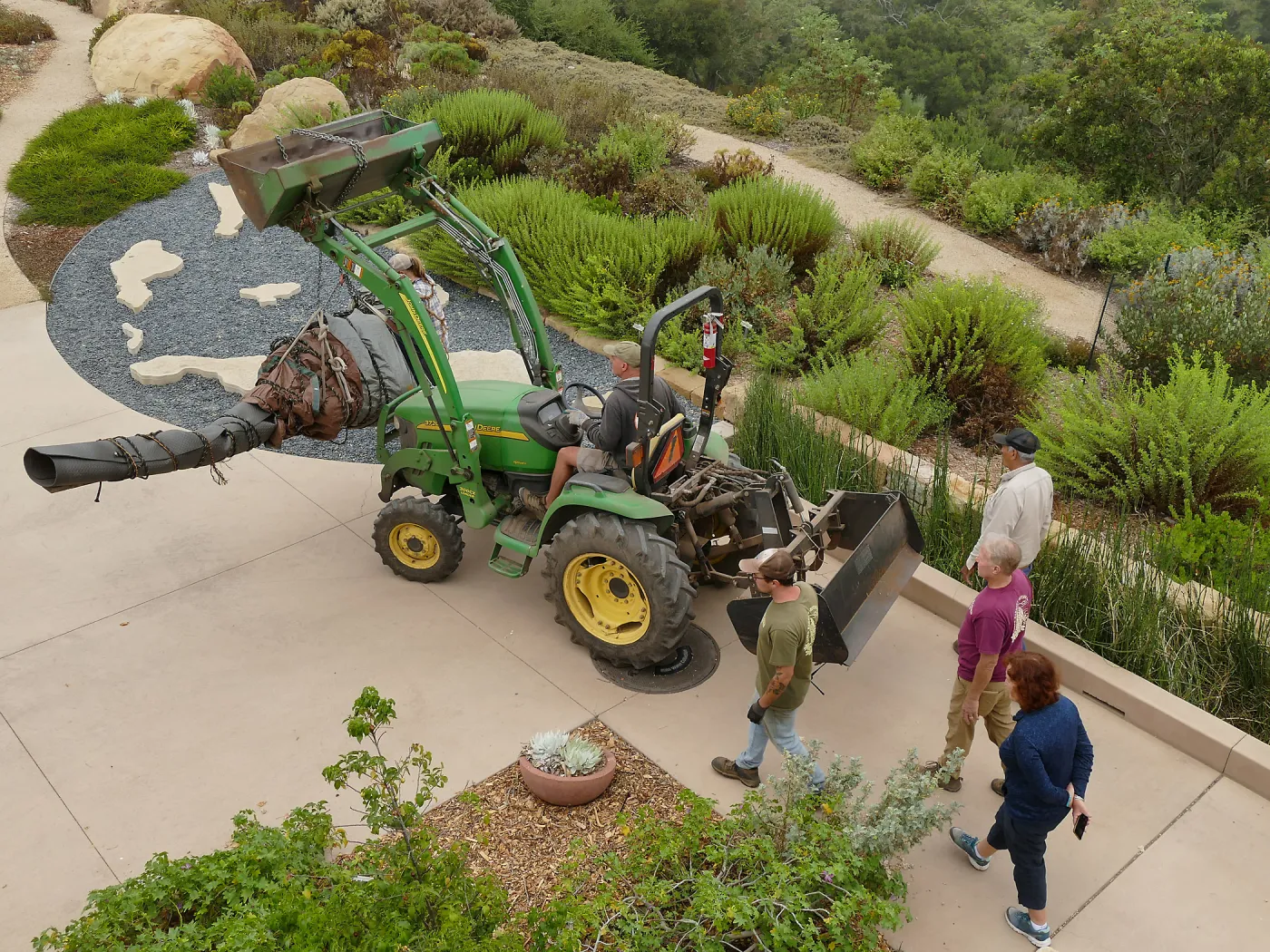 Moving a Lophocereus schottii cactus collected in 1996 from the canyard to the Island View Garden