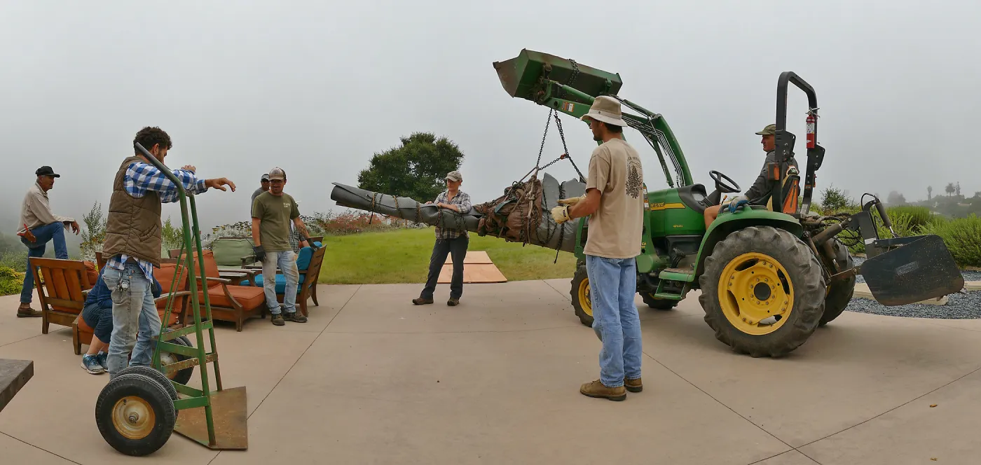 Moving a Lophocereus schottii cactus collected in 1996 from the canyard to the Island View Garden