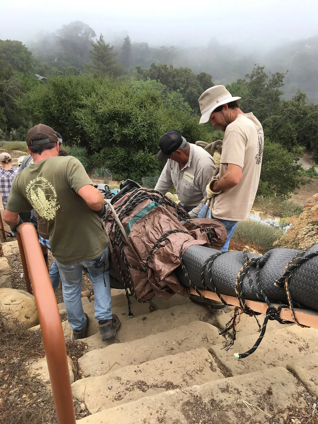 Moving a Lophocereus schottii cactus collected in 1996 from the canyard to the Island View Garden