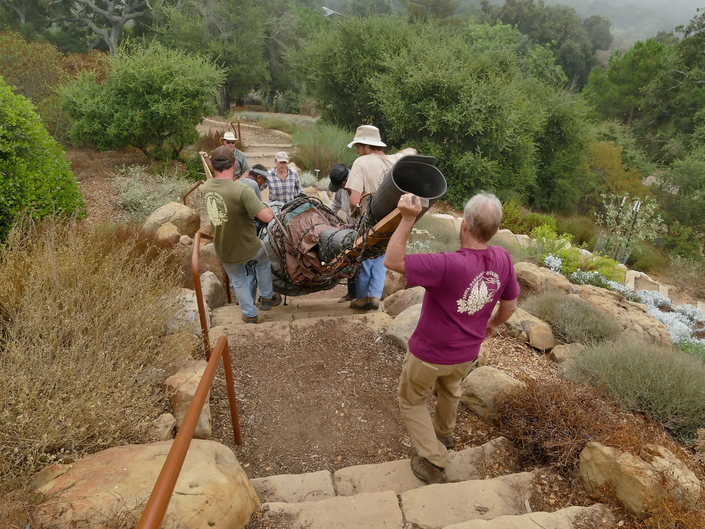 Moving a Lophocereus schottii cactus collected in 1996 from the canyard to the Island View Garden
