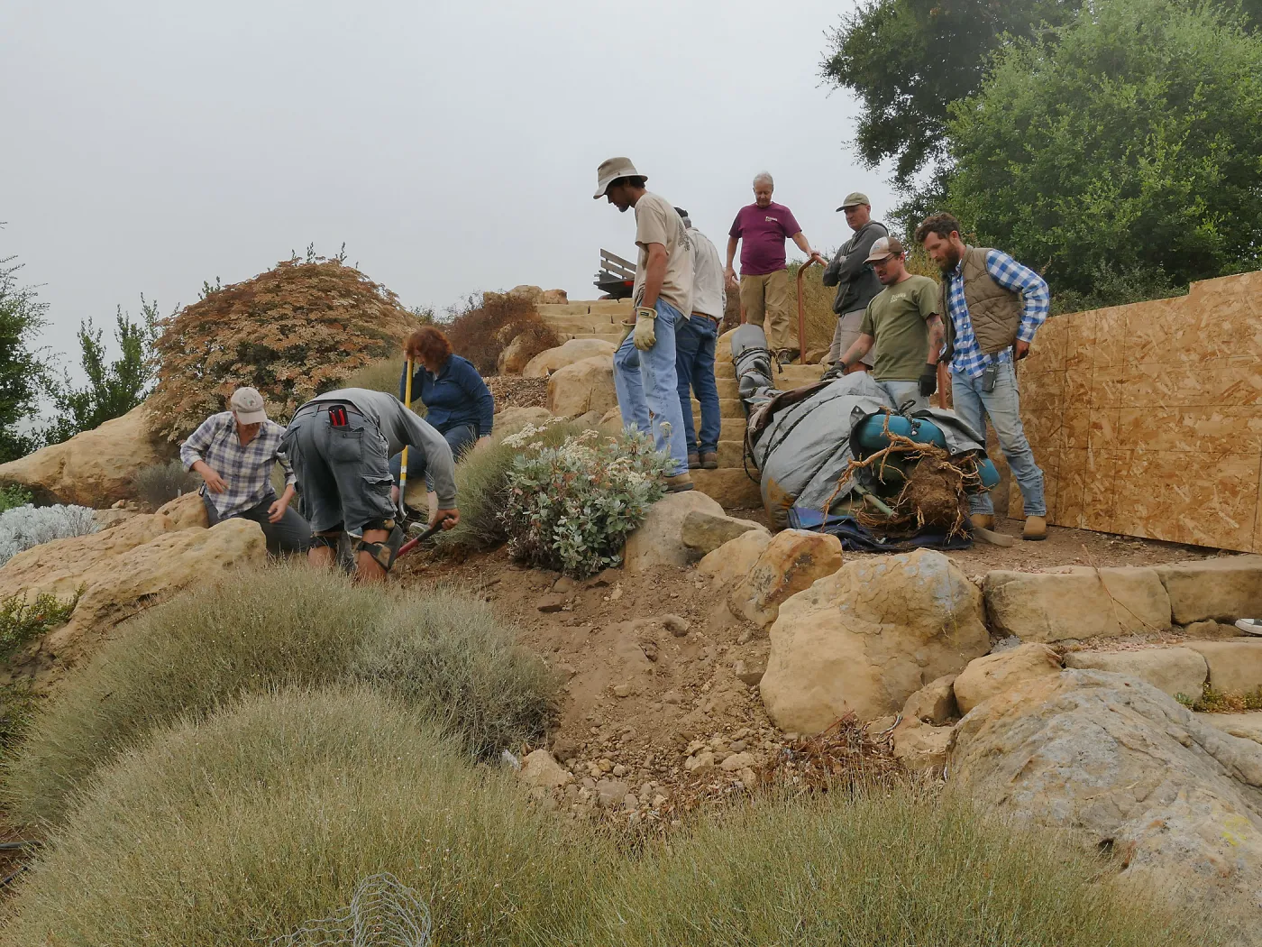 Moving a Lophocereus schottii cactus collected in 1996 from the canyard to the Island View Garden
