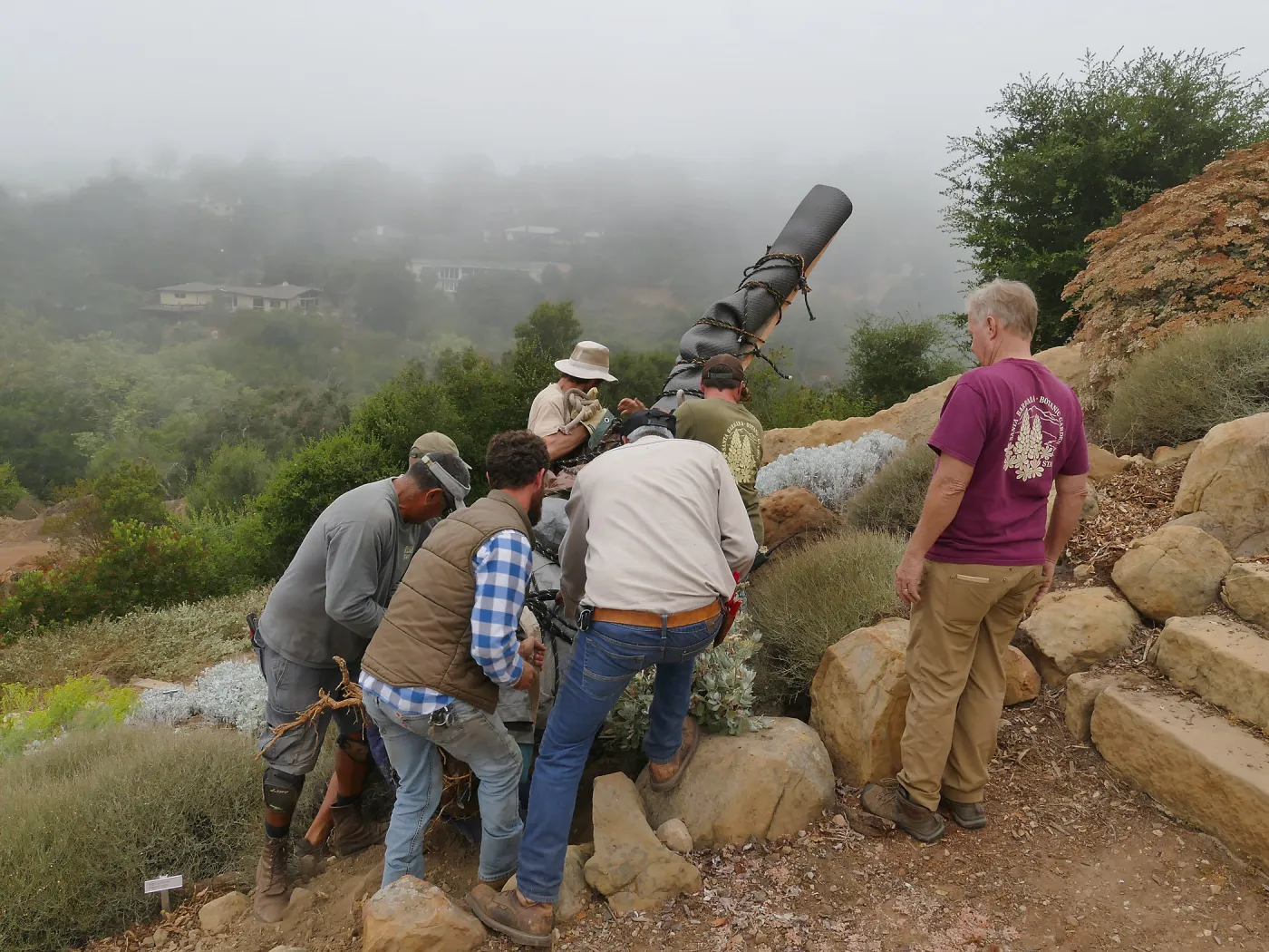 Moving a Lophocereus schottii cactus collected in 1996 from the canyard to the Island View Garden