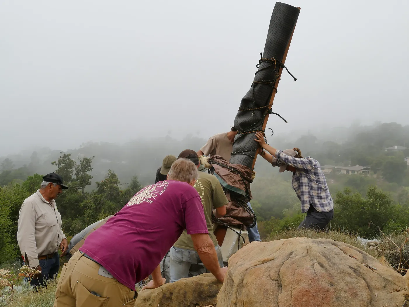 Moving a Lophocereus schottii cactus collected in 1996 from the canyard to the Island View Garden