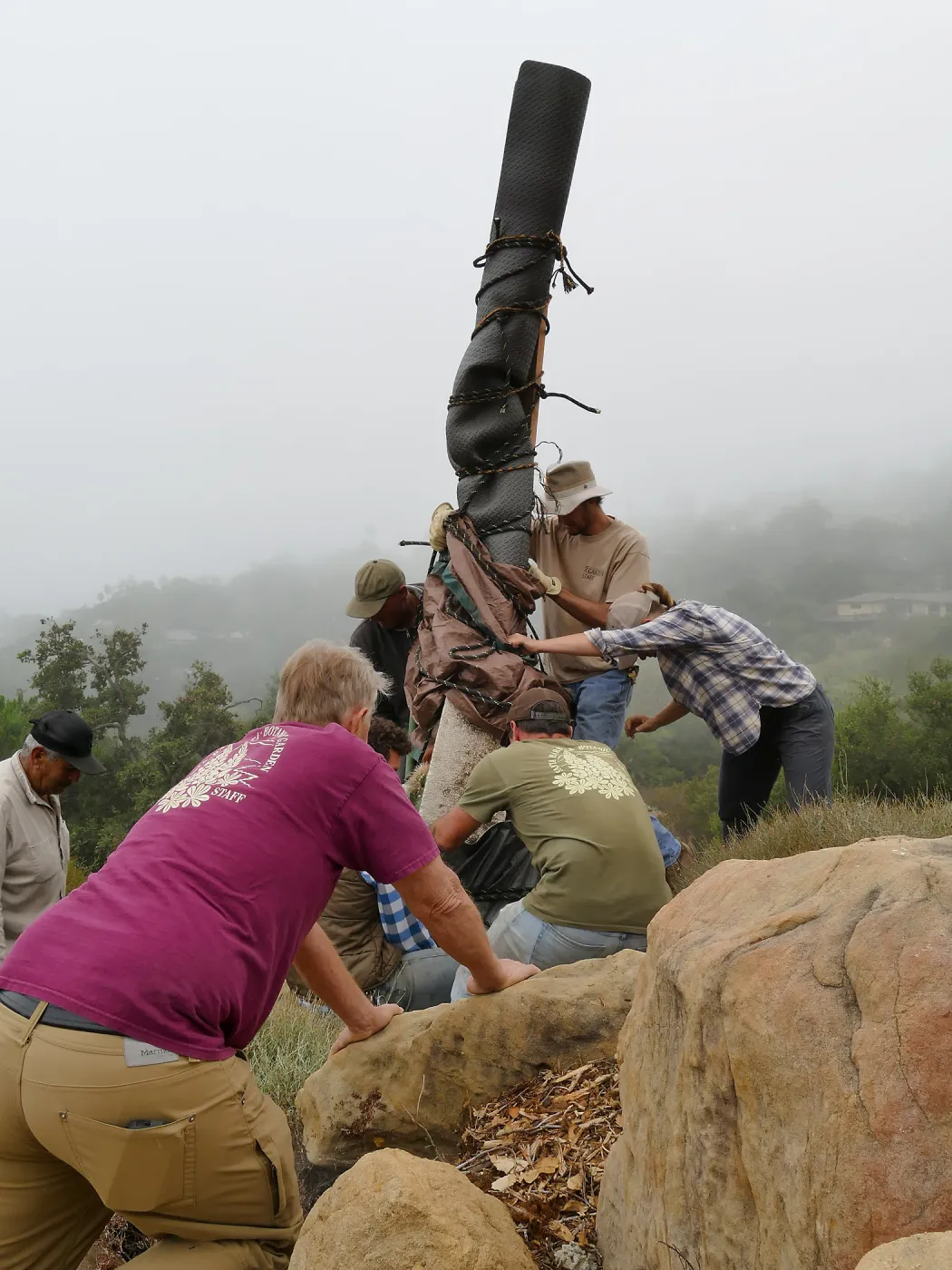 Moving a Lophocereus schottii cactus collected in 1996 from the canyard to the Island View Garden